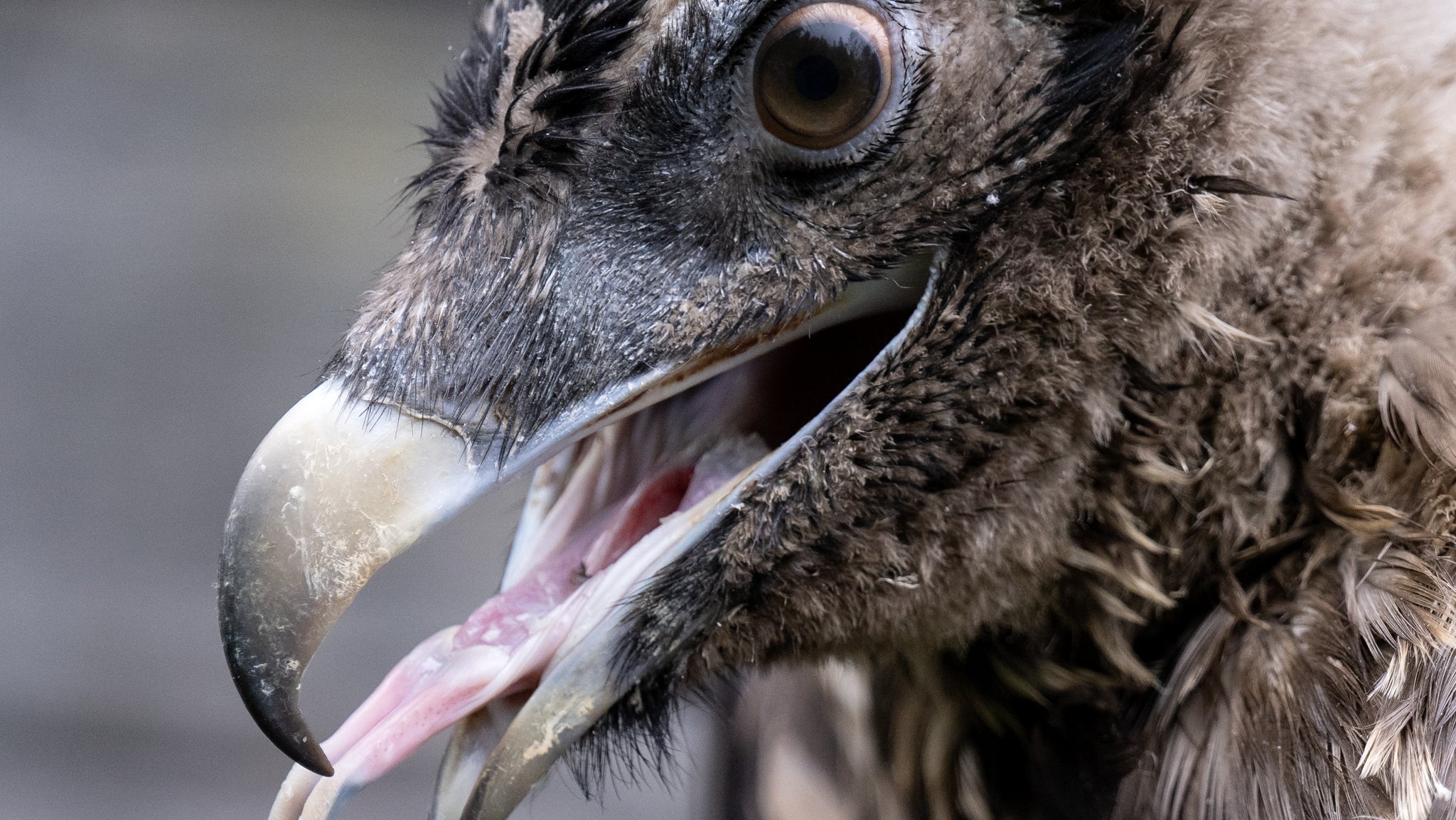 Bartgeier "Nepomuk" nach Attacke wieder voll flugfähig