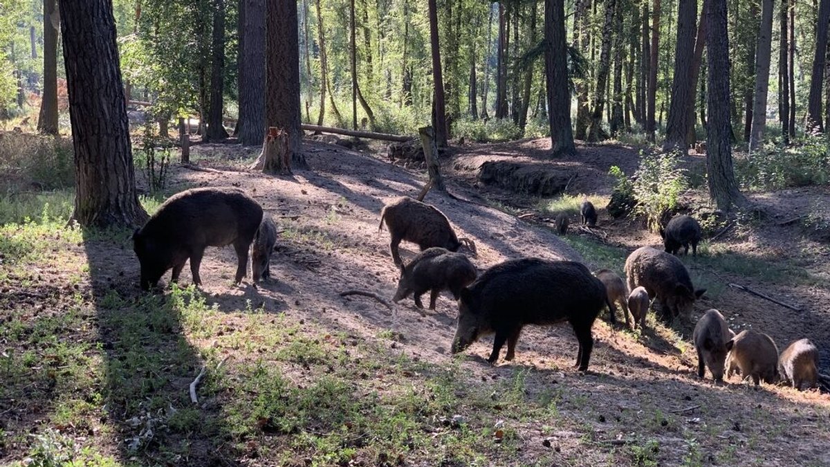 Wildschweine im Wald leiden auch unter der Trockenheit und Hitze.