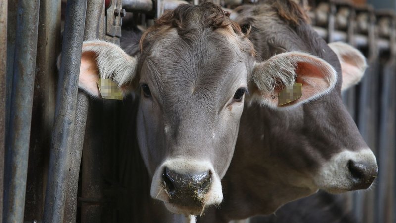 Der Tierschutzskandal in Milchviehbetrieben im Allgäu 2019 hat auch Veterinäre auf den Plan gerufen. | Bild: dpa-Bildfunk/Karl-Josef Hildenbrand Der Tierschutzskandal in Milchviehbetrieben im Allgäu 2019 hat auch Veterinäre auf den Plan gerufen.