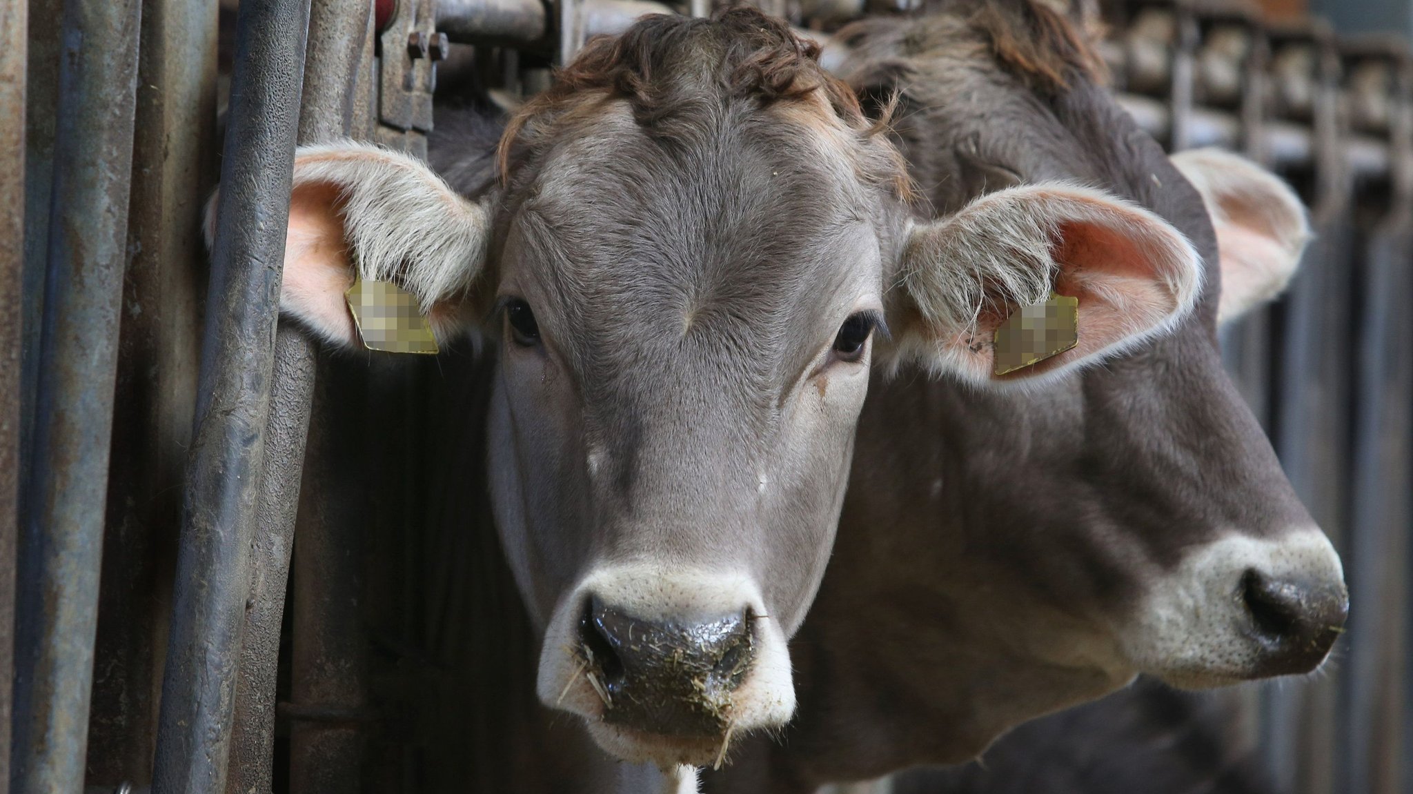 Der Tierschutzskandal in Milchviehbetrieben im Allgäu 2019 hat auch Veterinäre auf den Plan gerufen.