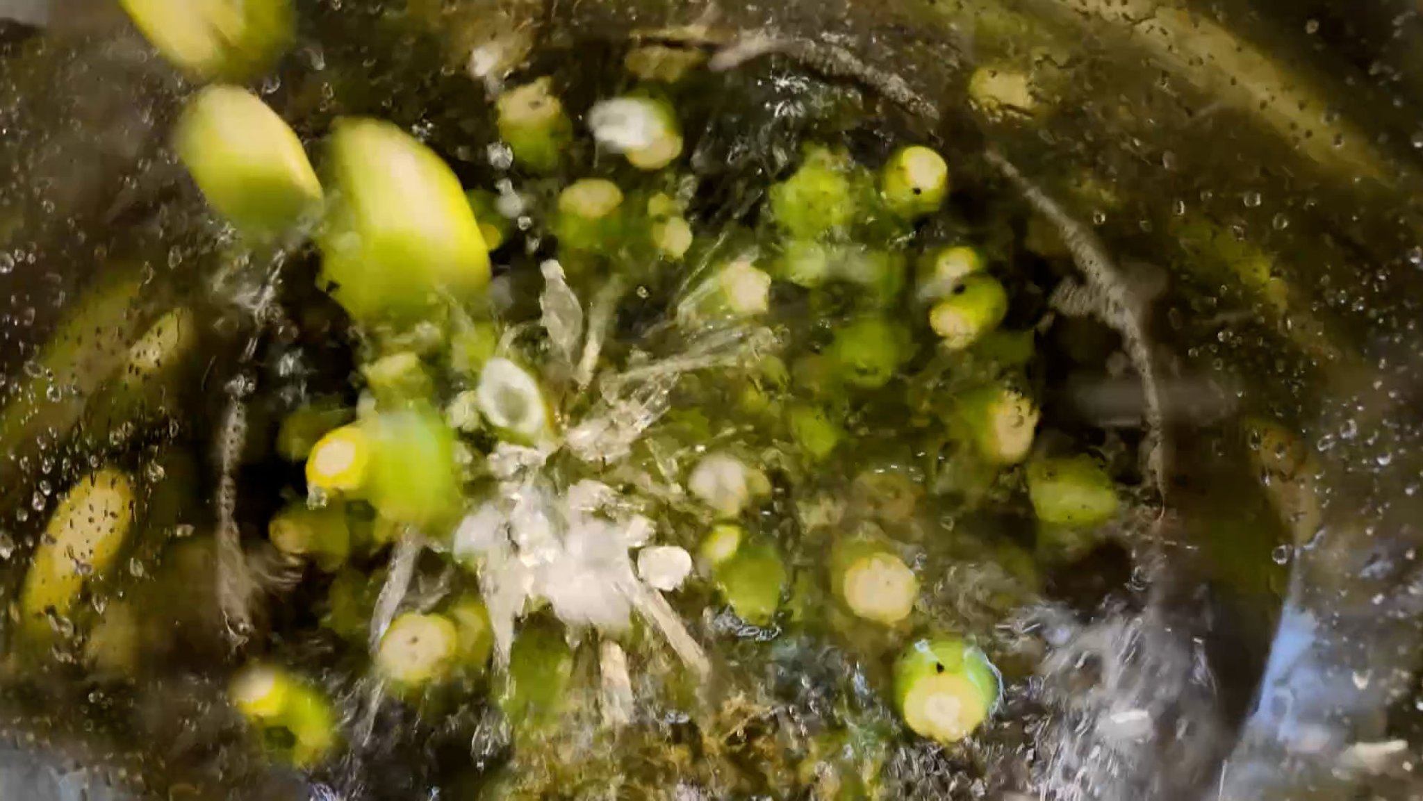 Aus einem Topf, in die grüne Walnüsse geworfen werden, spritzt Wasser.