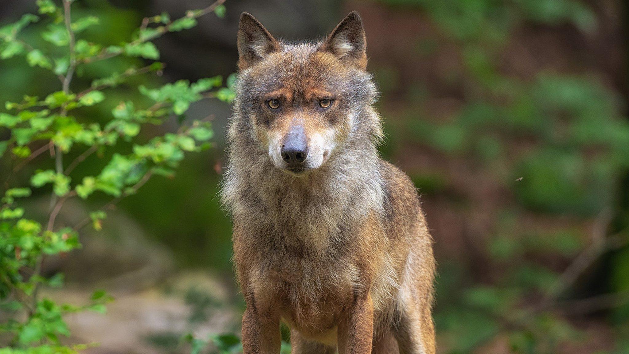 Letzter Wolf aus dem Tierfreigelände am Lusen ist tot