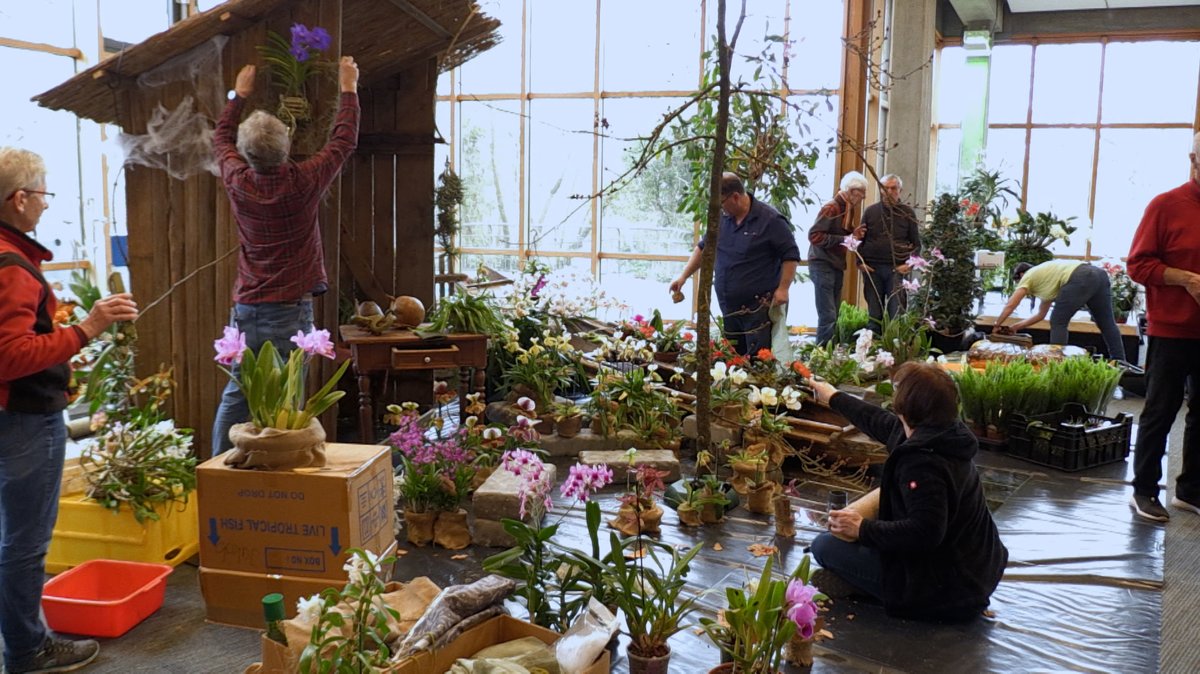 Mehrere Männer und Frauen bauen im Im Edwin-Scharff-Haus die Orchideen-Ausstellung auf.