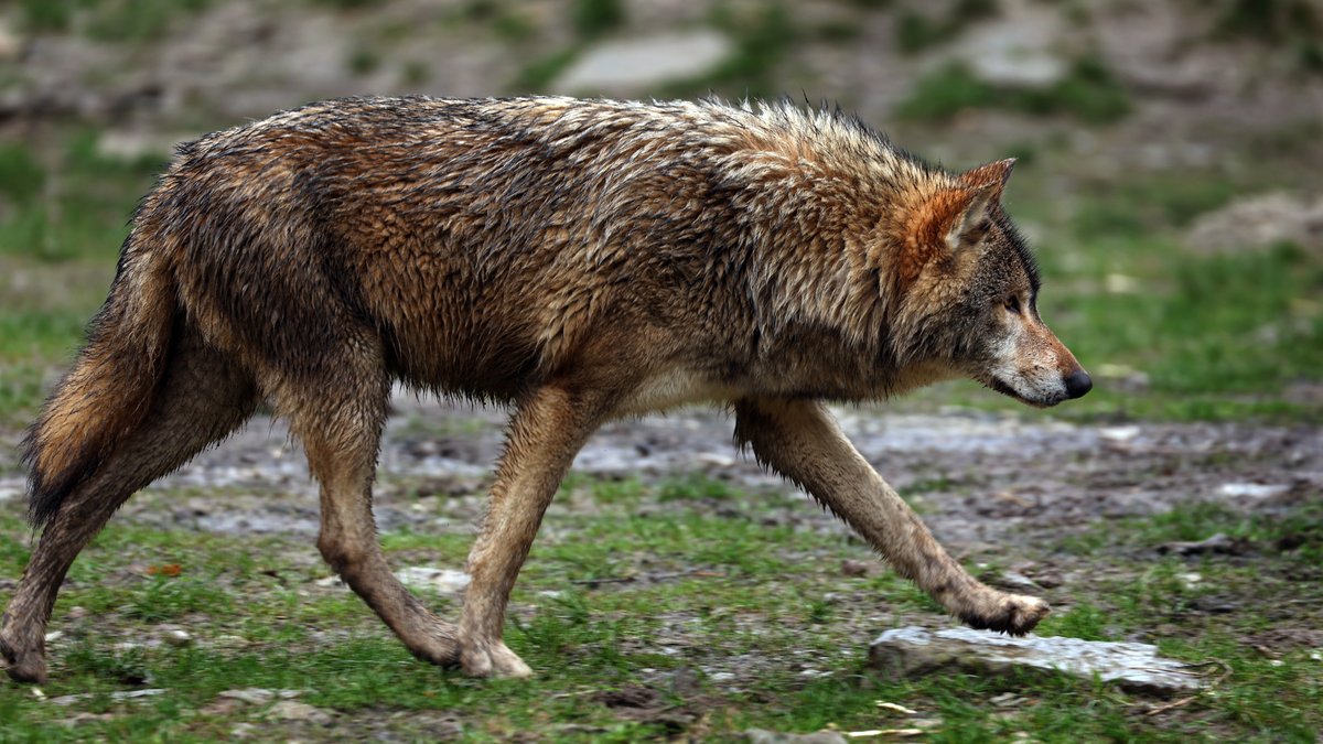 Symbolbild: Wolf spaziert über Wiese