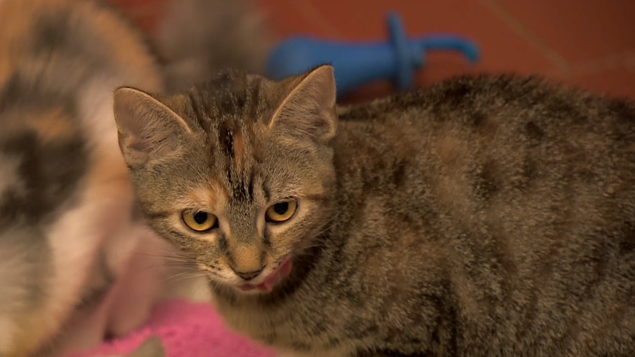 Katze aus dem Tierheim Bayreuth.