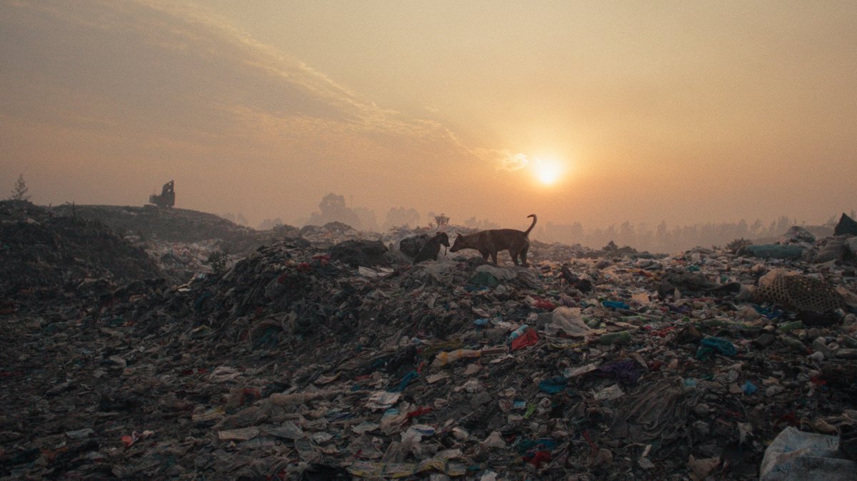 Tiere suchen auf einer endlosen Müllkippe nach Nahrung:  Szene aus "Plastic Fantastic"