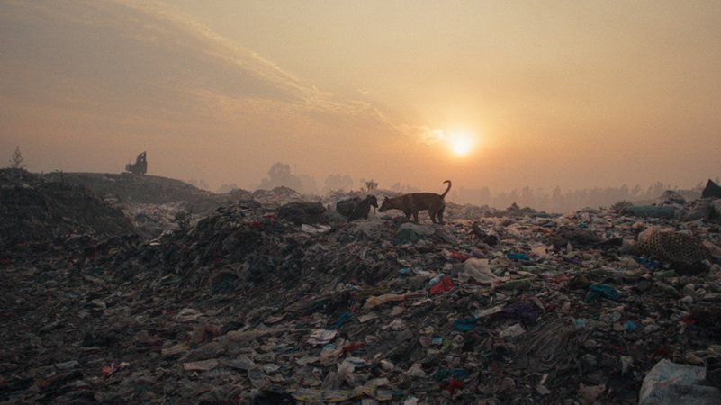 Tiere suchen auf einer endlosen Müllkippe nach Nahrung:  Szene aus "Plastic Fantastic"