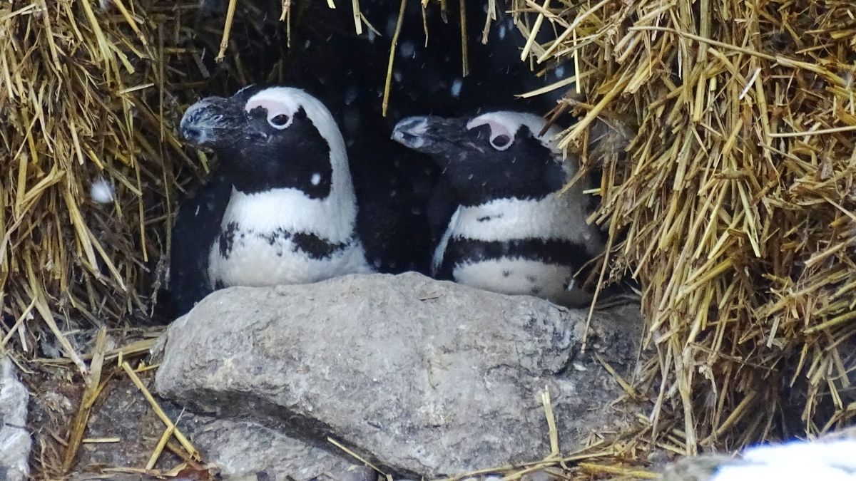 Zwei Afrikanische Pinguine sitzen in einer Strohhöhle 