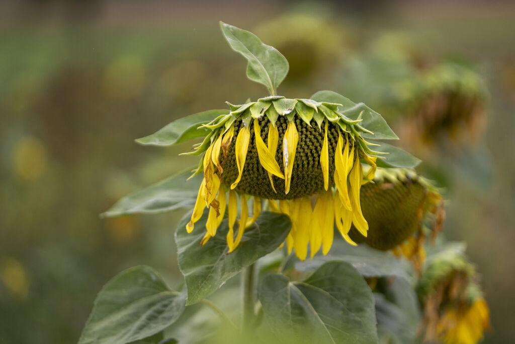 Sonnenblumen lassen vor bedecktem Himmel ihre Köpfe hängen. 