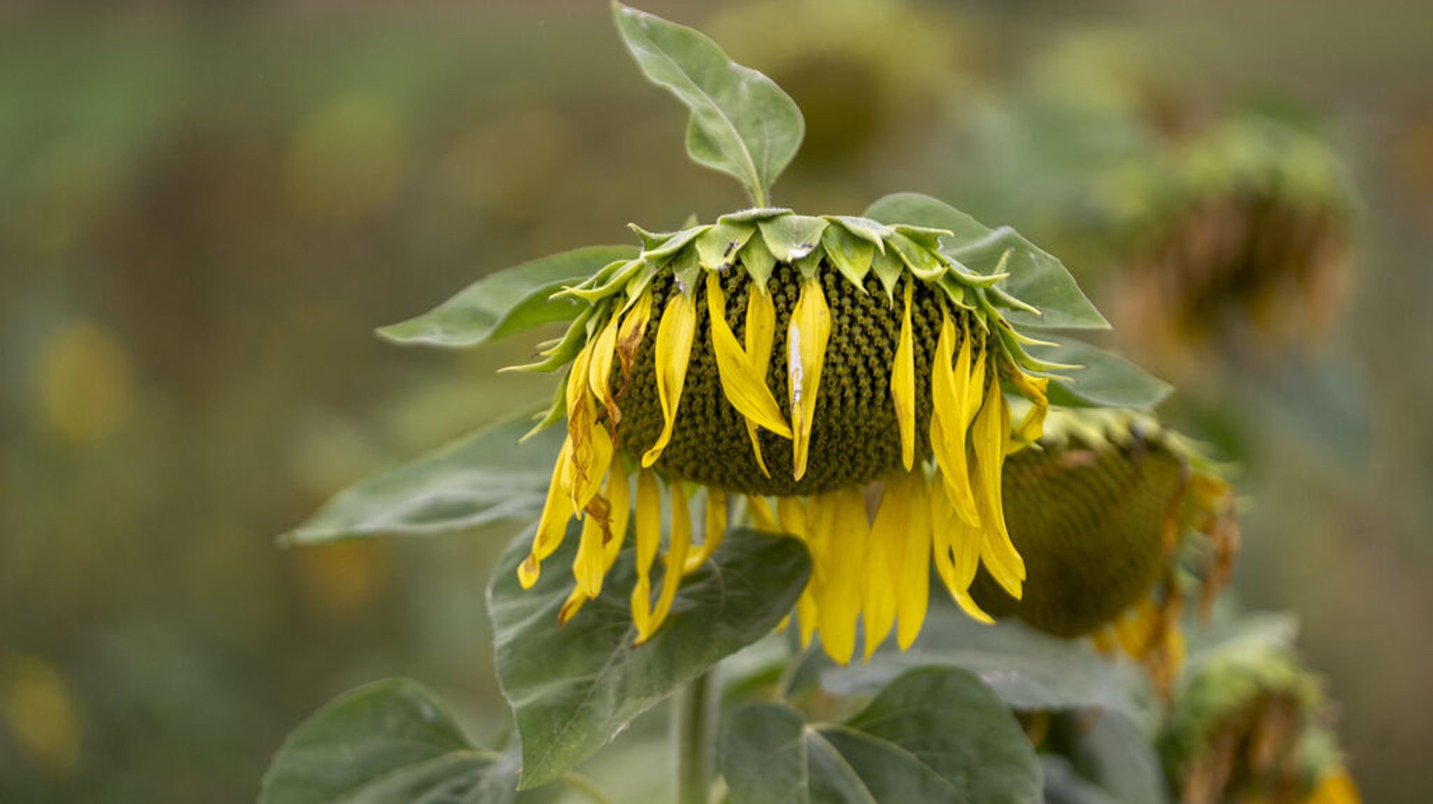 Sonnenblumen lassen vor bedecktem Himmel ihre Köpfe hängen. 