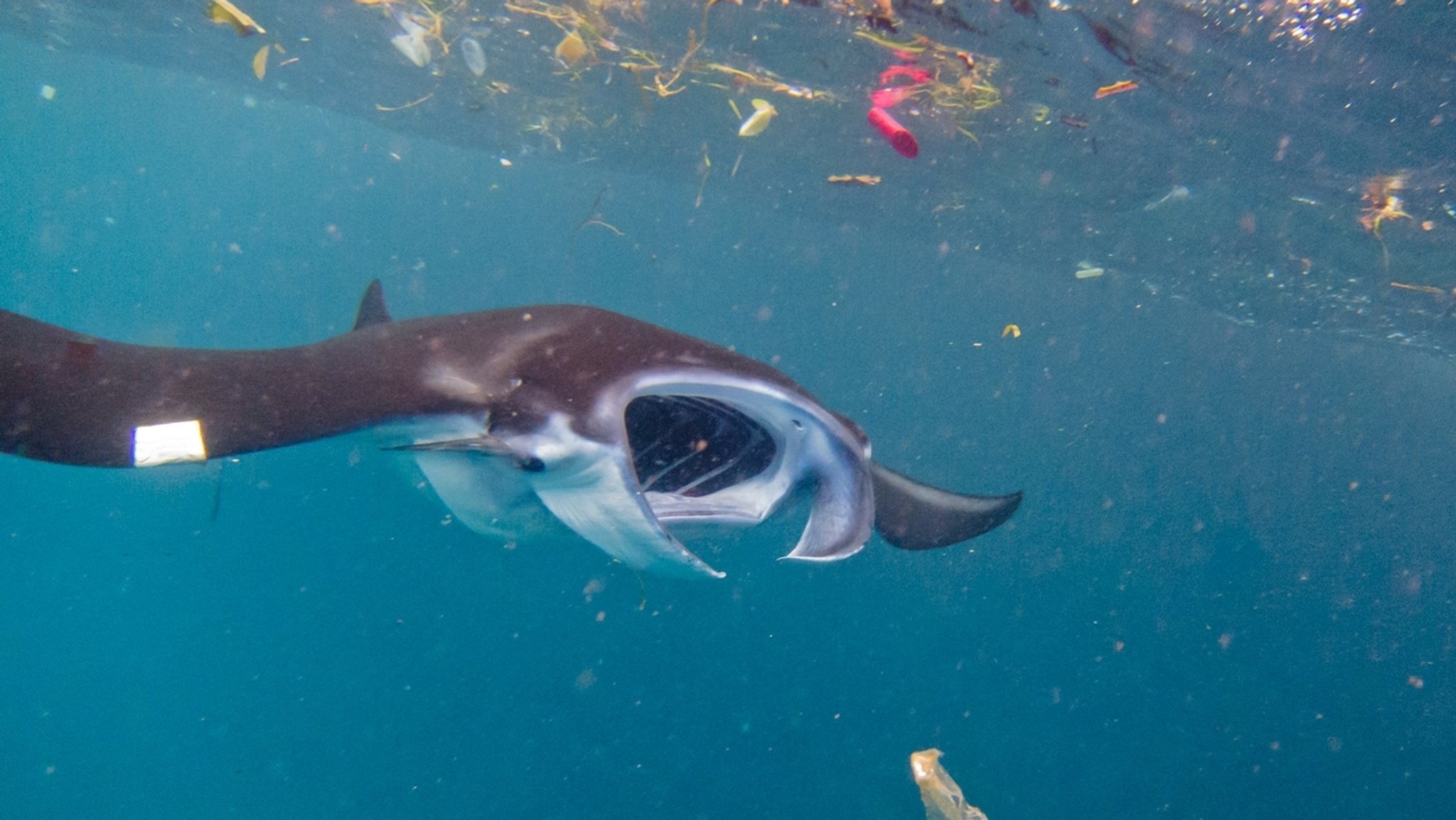 Mikroplastik belastet Mantarochen