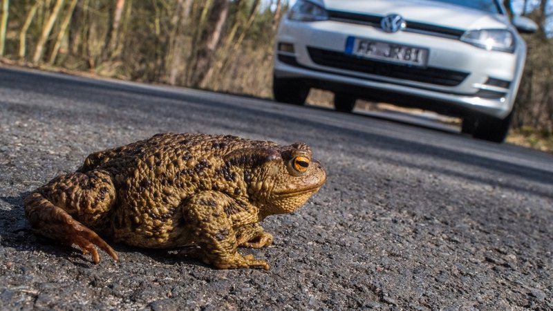 Kröten und Frösche: Amphibienwanderung über die Straße - Retter gesucht 