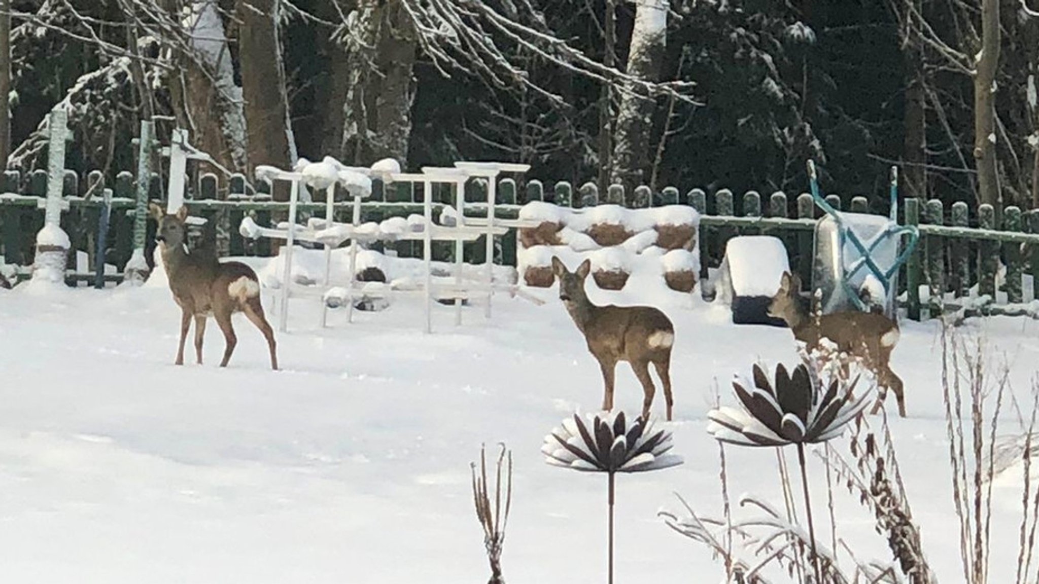 Drei Rehe in einem Garten im Bayerischen Wald