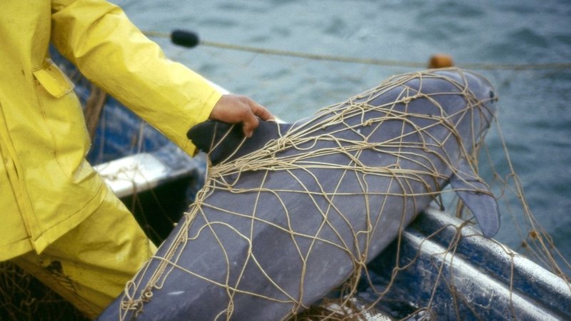 Vaquitas ersticken qualvoll in illegalen Fischernetzen.