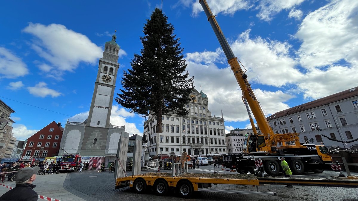 Der neue Augsburger Christbaum 2023 auf dem Rathausplatz. Ein Kran hält den Baum in der Luft.