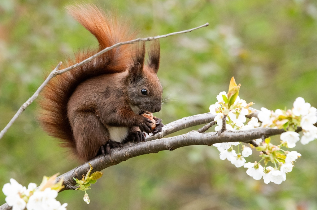 Eichhörnchen auf einem blühenden Zweig
