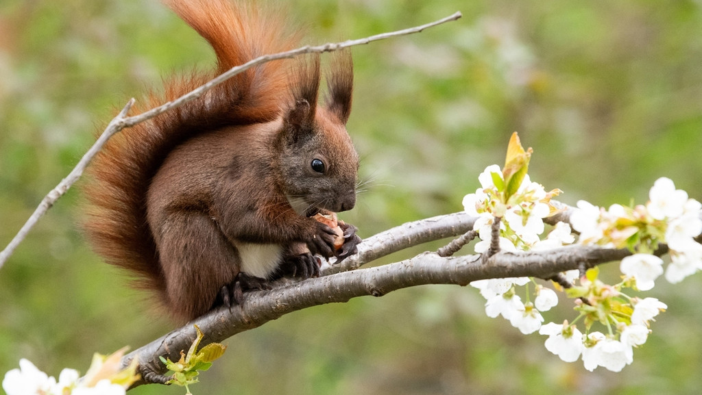 Eichhörnchen auf einem blühenden Zweig