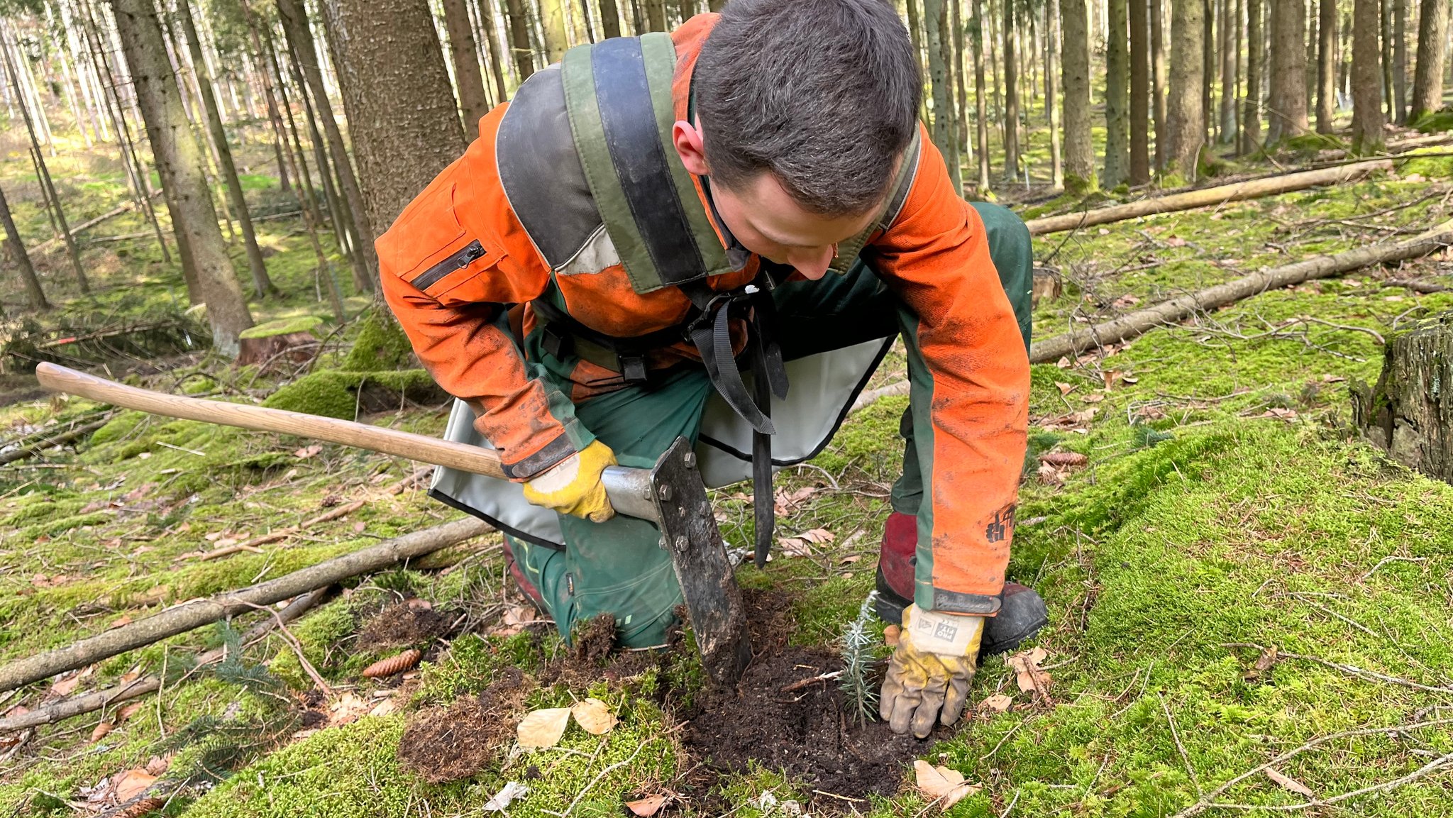 Bayerische Staatsforsten pflanzen Klimawald bei Sinzing