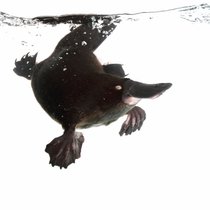 Das Schnabeltier - Säuger, Vogel, Reptil | Bild: picture-alliance/dpa