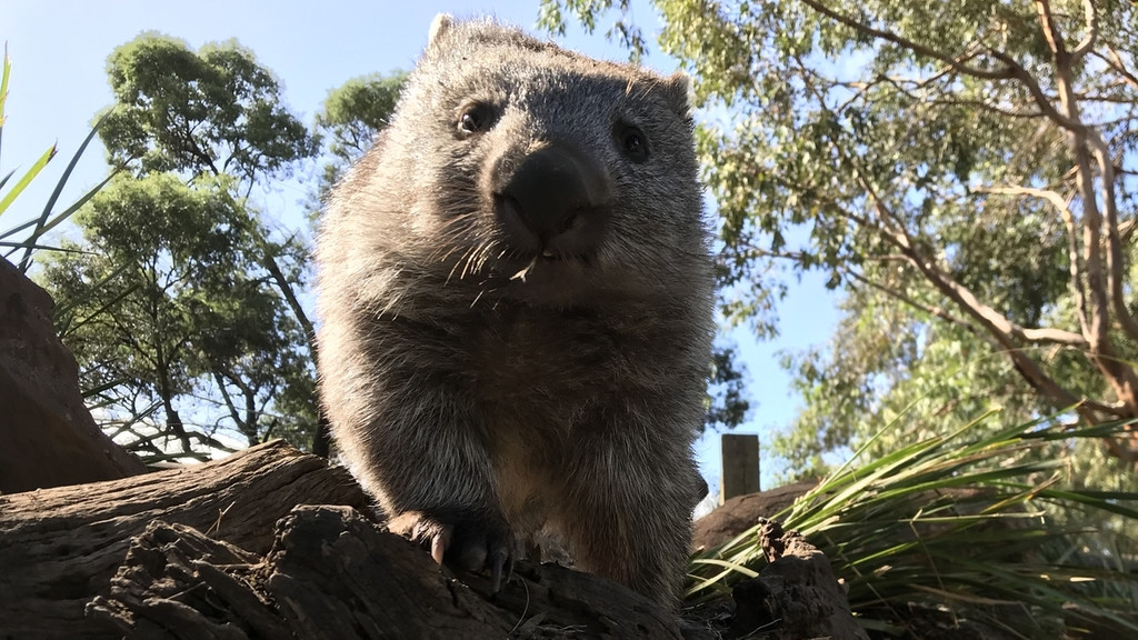 Ein Wombat schaut in die Kamera