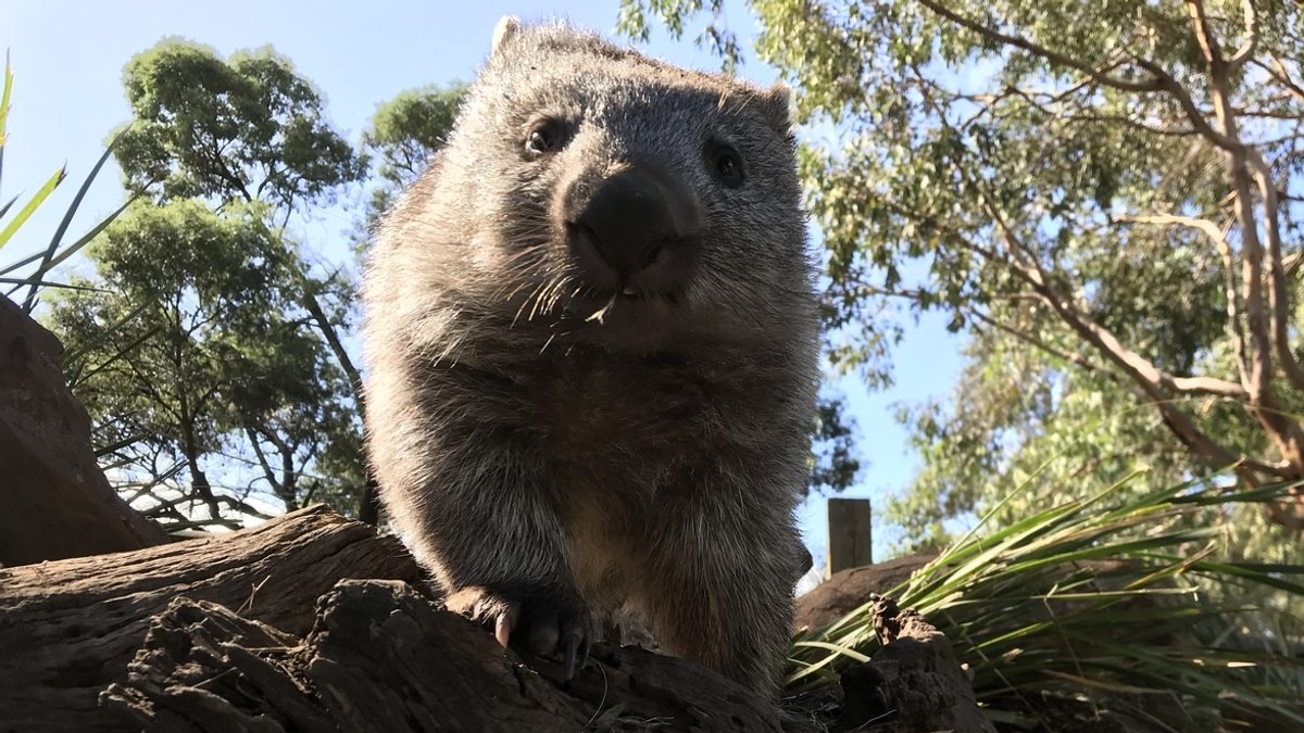 Ein Wombat schaut in die Kamera