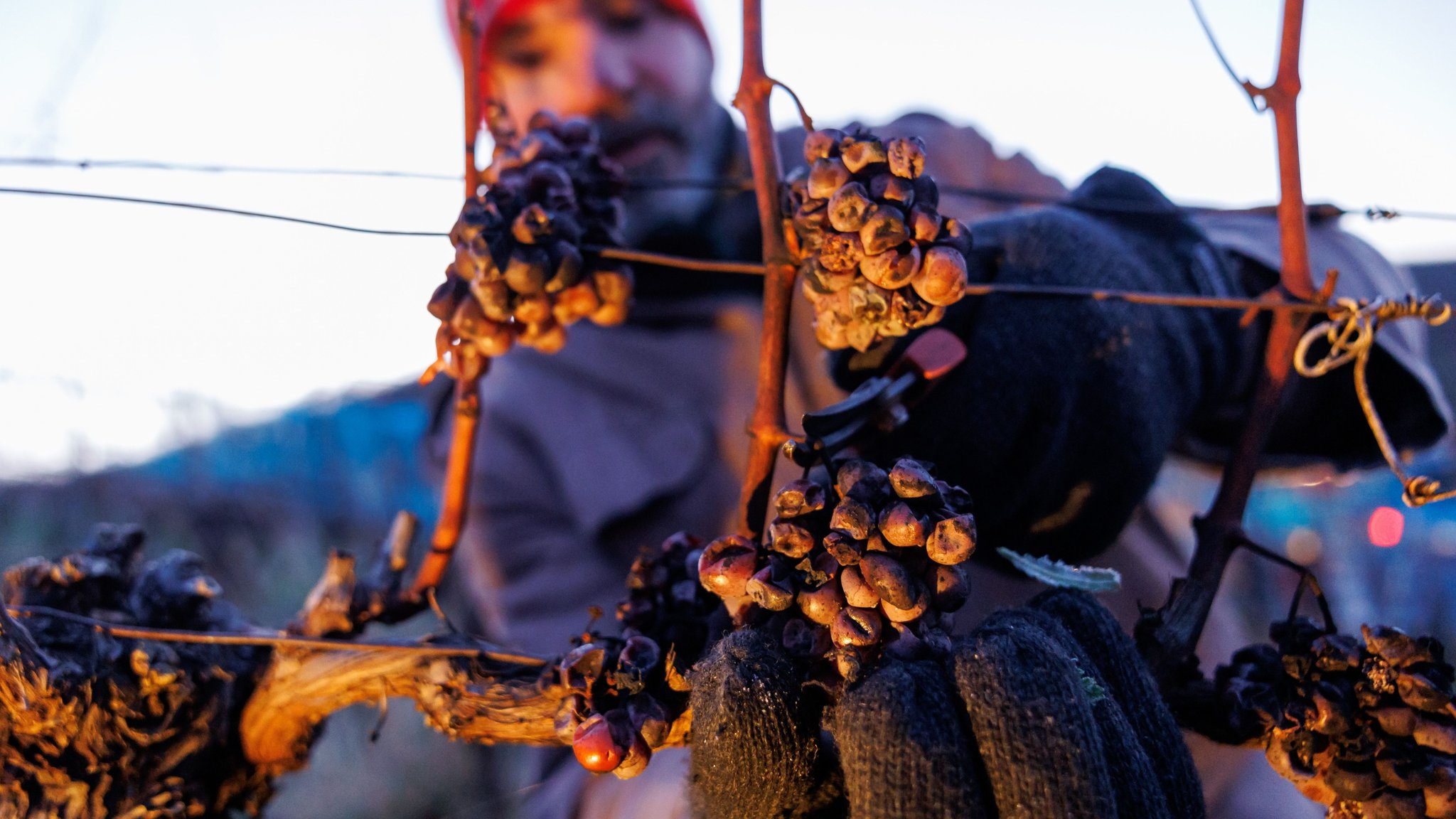 Thomas Fröhlich vom Weingut Ilmbacher Hof aus Iphofen erntet Eiswein.