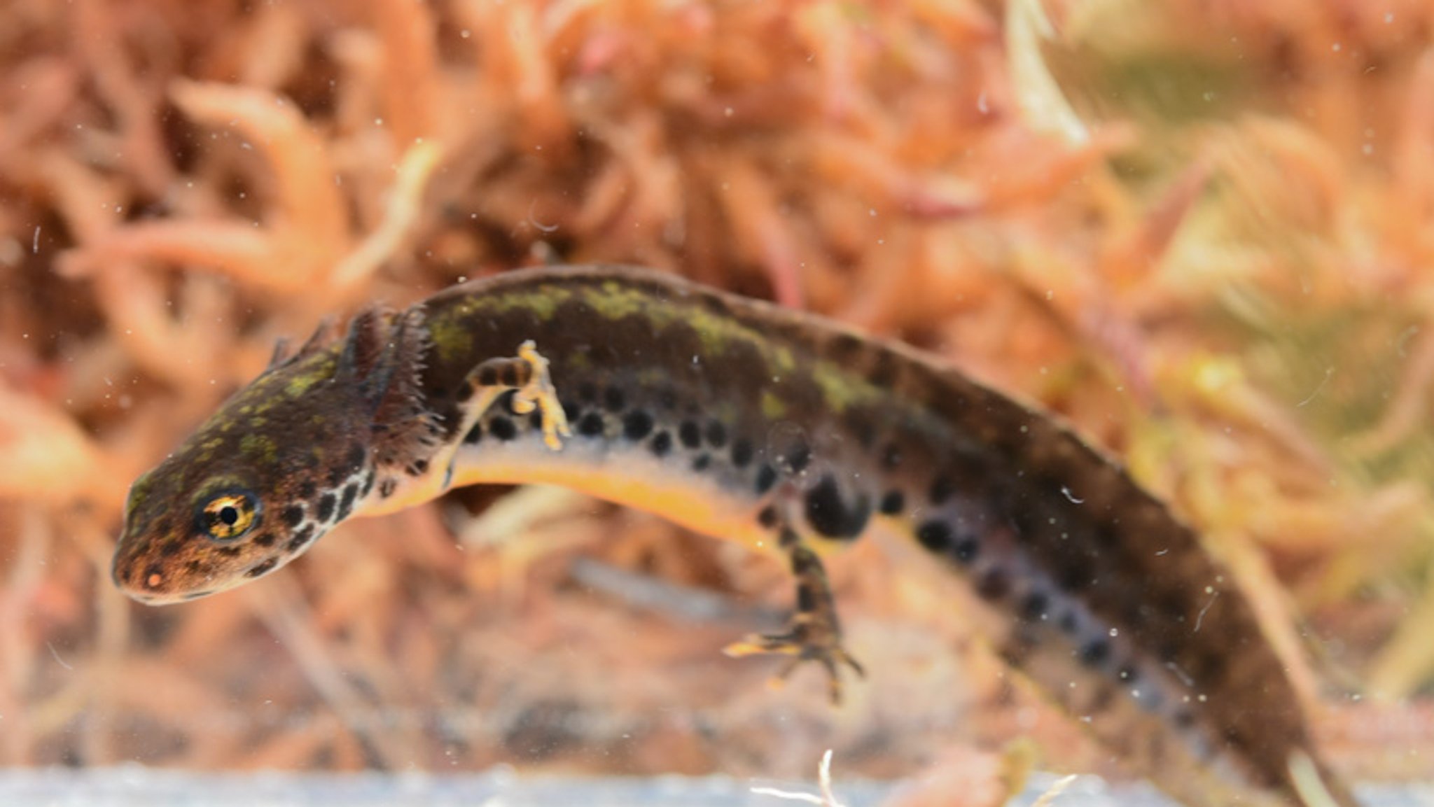 Rückkehr einer Amphibie: Der pädomorphe Bergmolch im Chiemgau