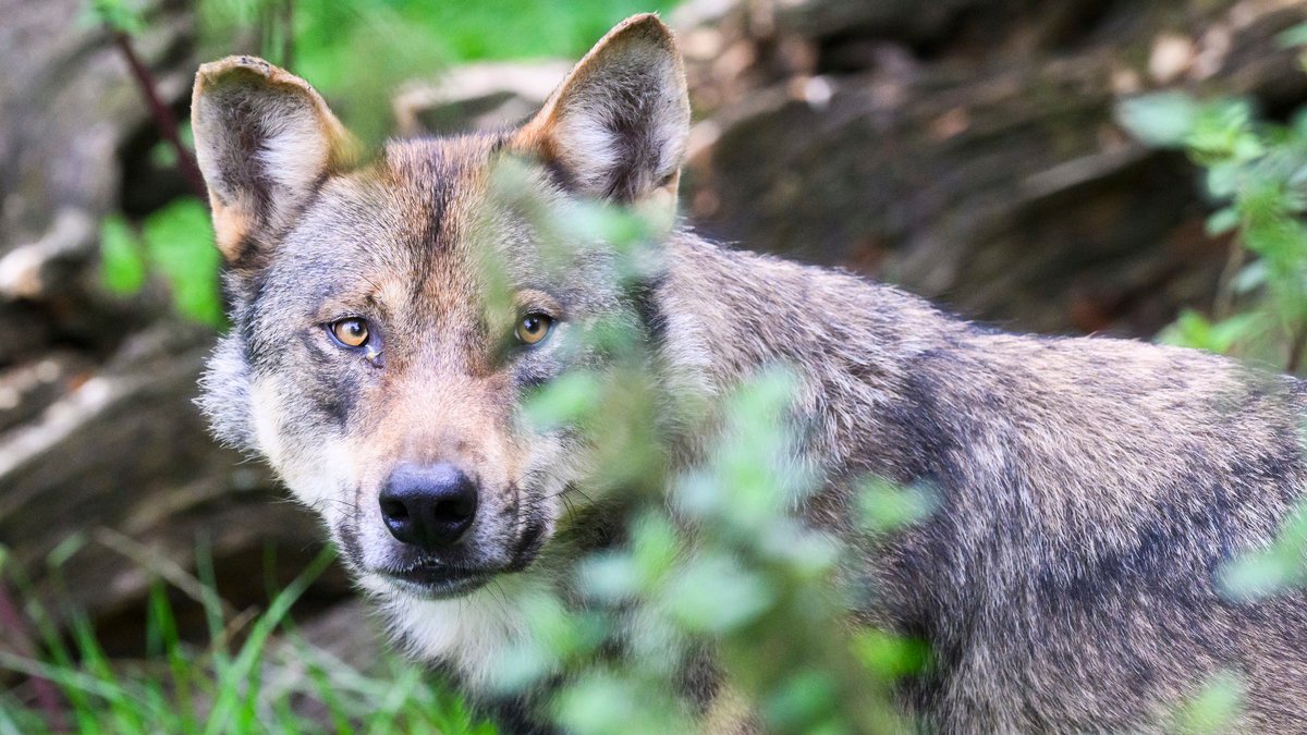 Verwaltungsgericht stoppt Abschuss zweier Wölfe in der Rhön