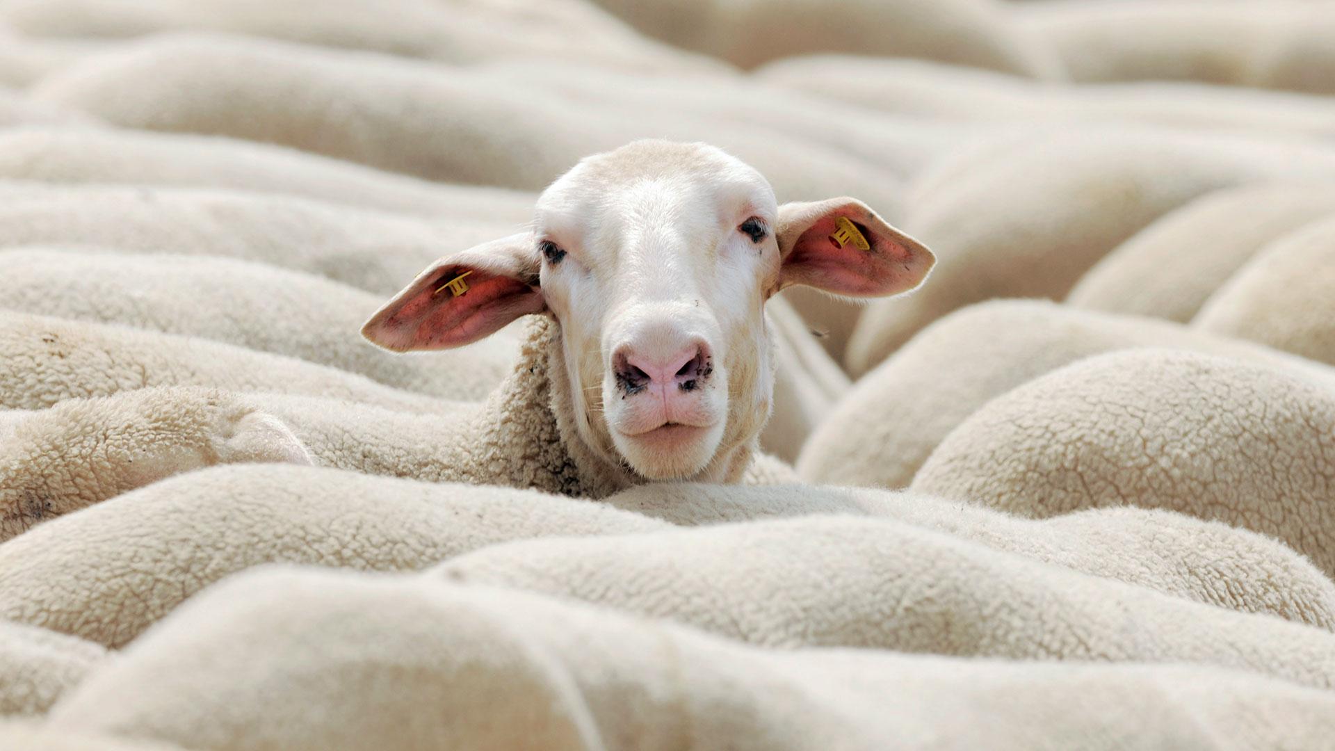 Welche Tiermythen stimmen wirklich? Erstickt ein Schaf, das auf dem Rücken liegt, wirklich Welche Tiermythen stimmen wirklich? Erstickt ein Schaf, das auf dem Rücken liegt, wirklich