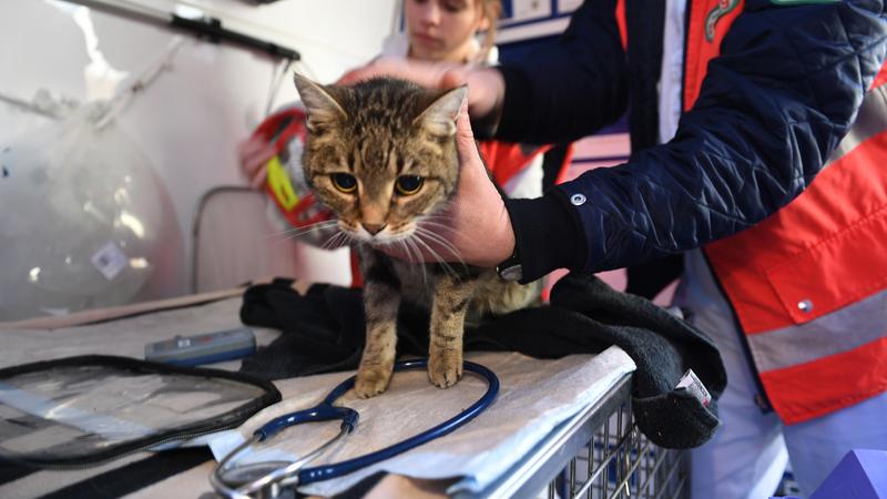 Unterwegs Mit Der Munchner Tierrettung Katzen Und Hunde In Not