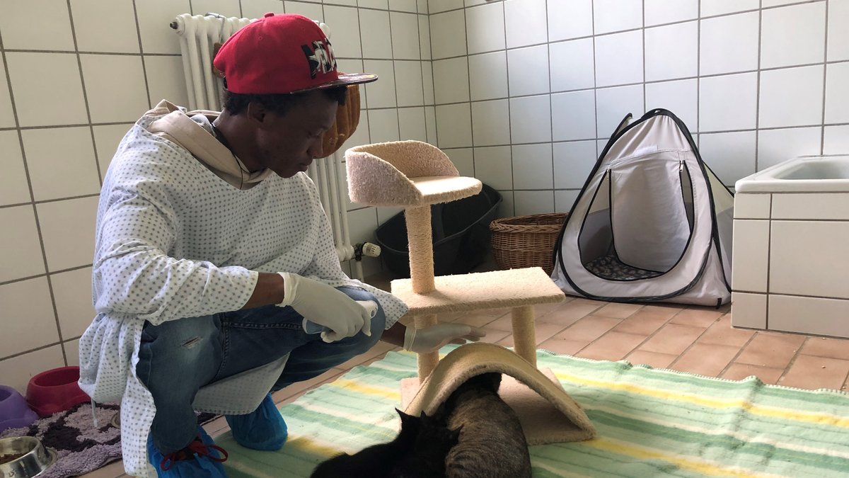 Mo aus Ghana wird auf der Katzenstation des Nördlinger Tierheims gebraucht.