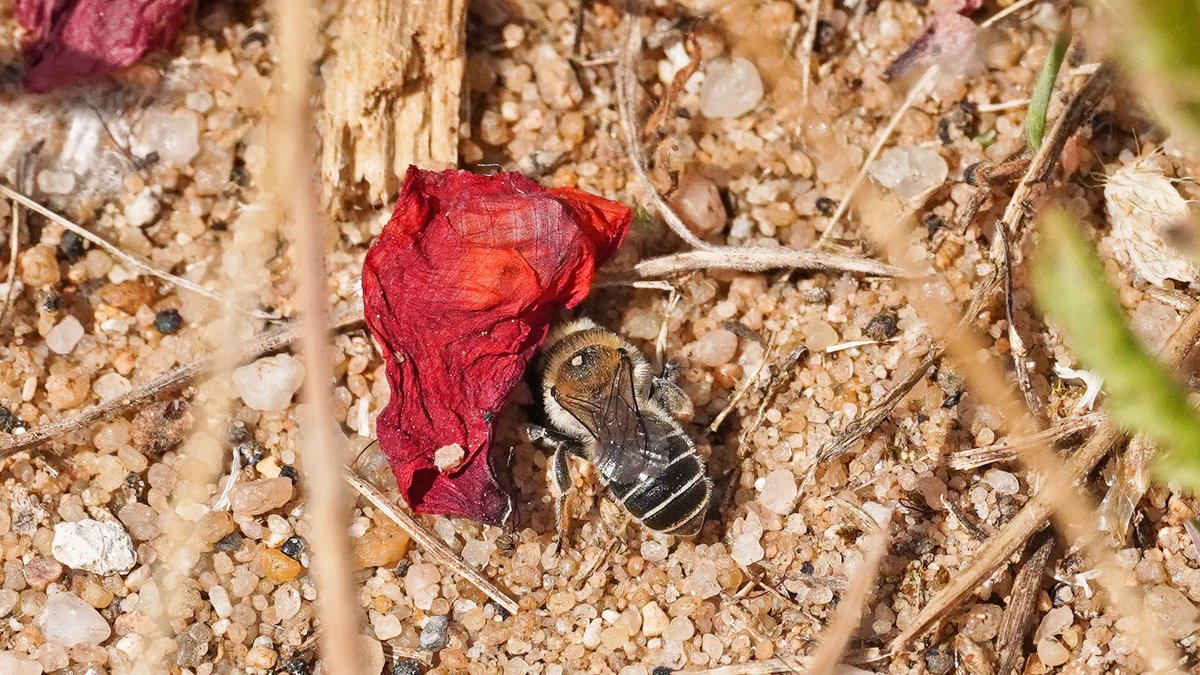 Mohnbiene beim Auskleiden des Nests für die Nachzucht