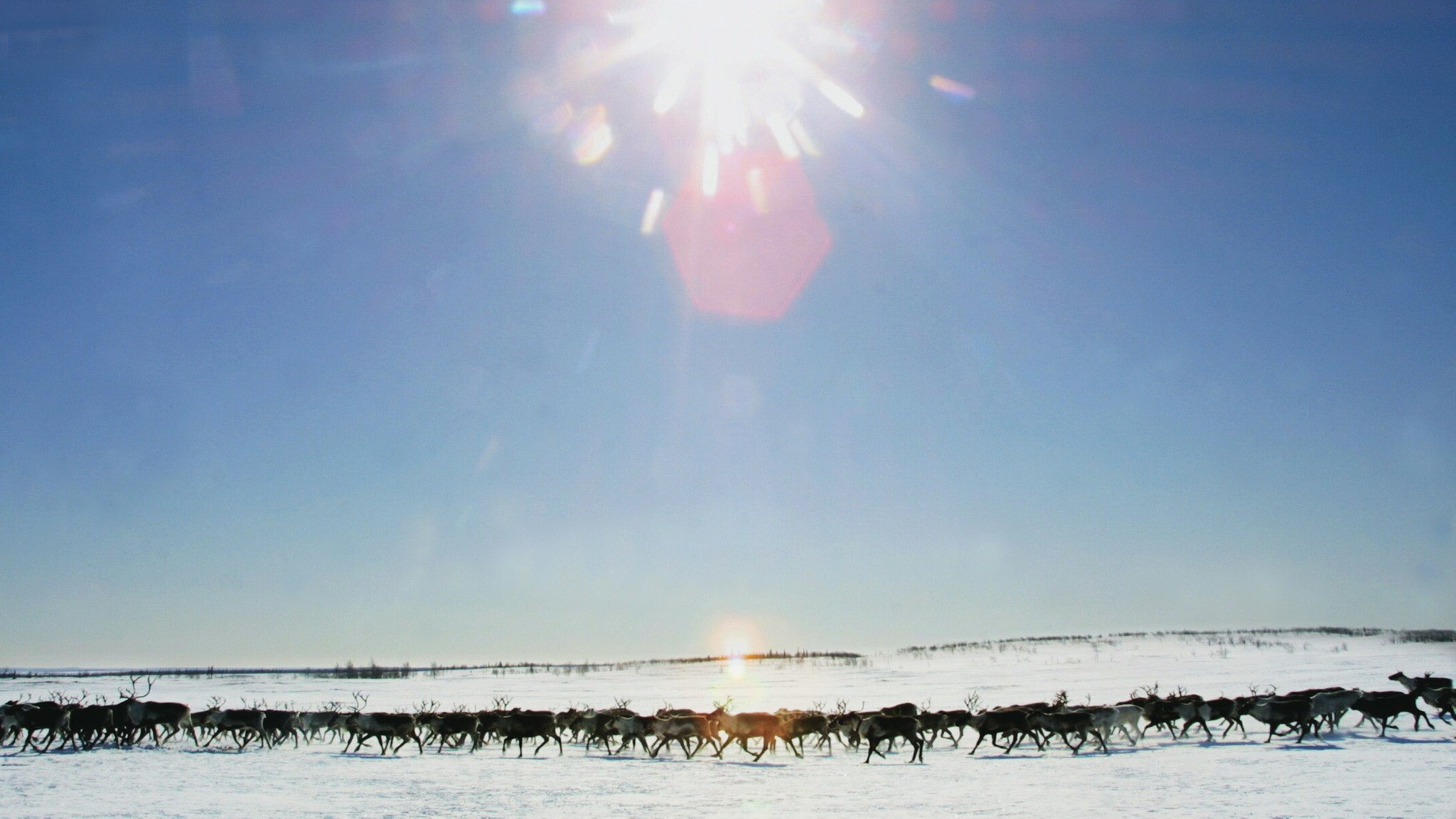 Schmelzende Permafrostböden in Sibirien erschweren den Weidewechsel von Rentier-Herden.