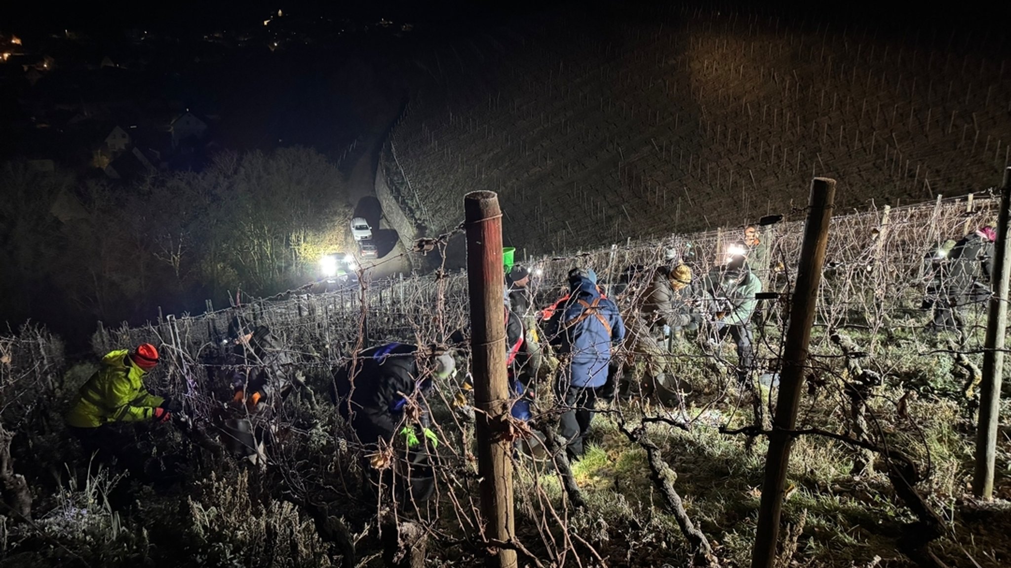 Ein Weinberg in der Dunkelheit, erhellt von Scheinwerfern. Im Steilhang stehen warm bekleidete Lesehelfer zwischen den Reben. 