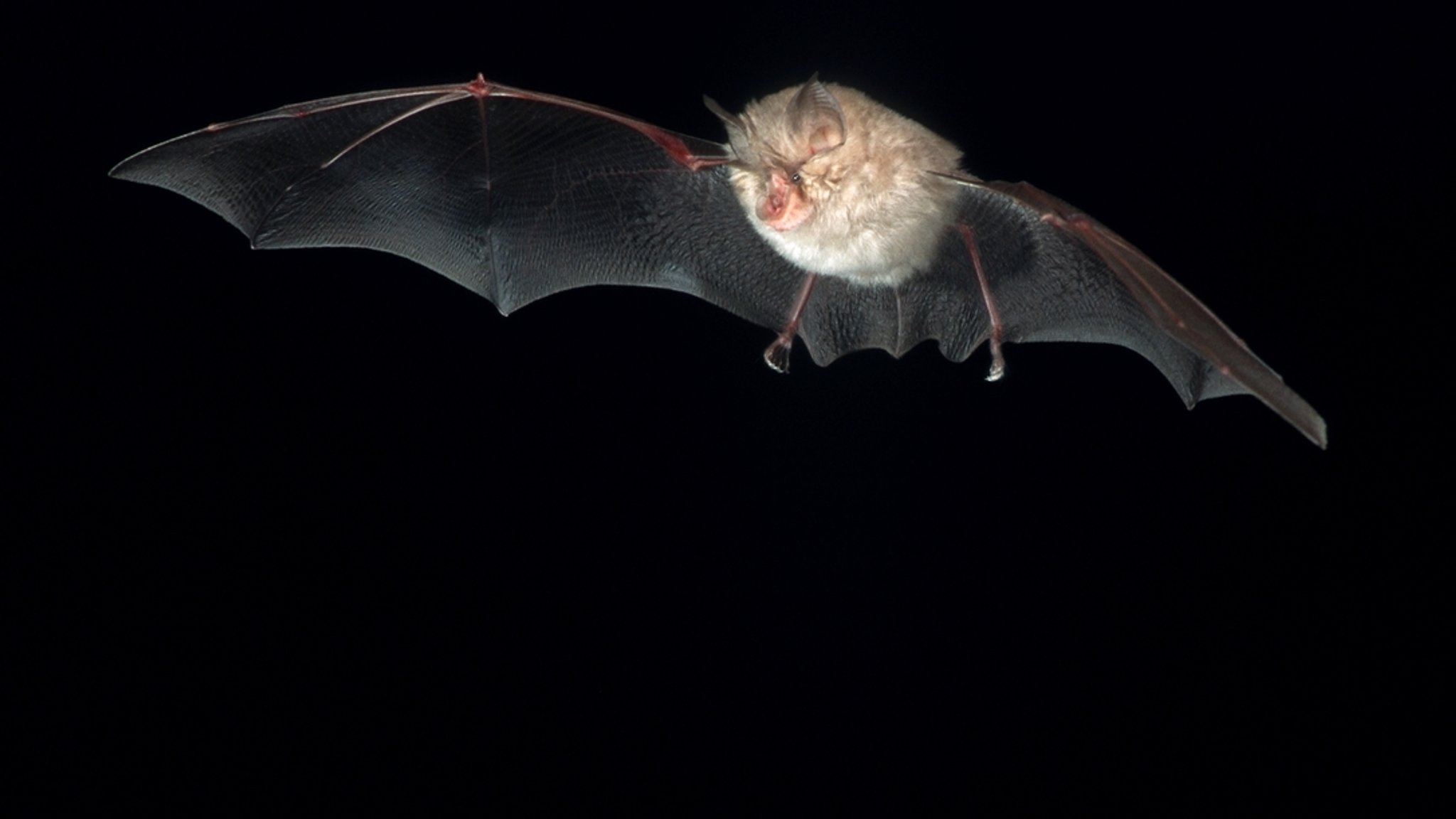 Fledermaus - Kleine Hufeisennase - im Flug