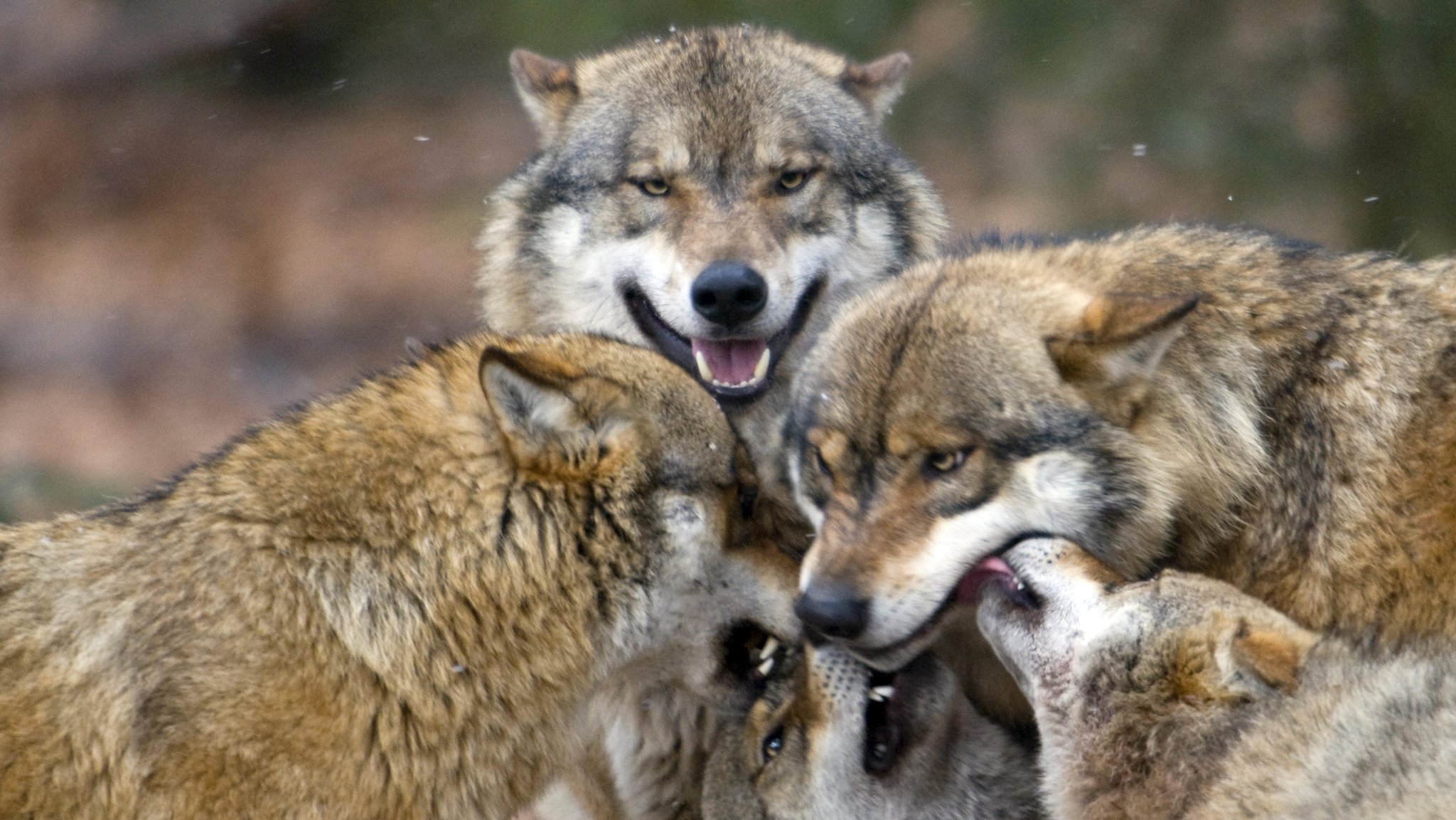 Wolfsrudel im Nationalpark Bayerischen Wald 