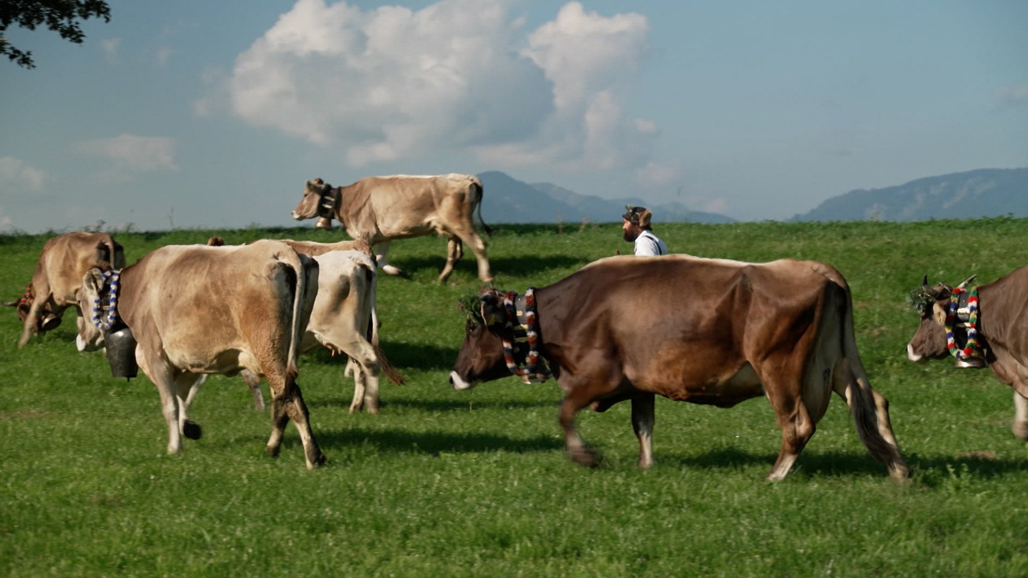 Der Alpsommer in den Allgäuer Bergen geht zu Ende. Zeit für den Viehscheid, den traditionellen Abtrieb der Tiere.