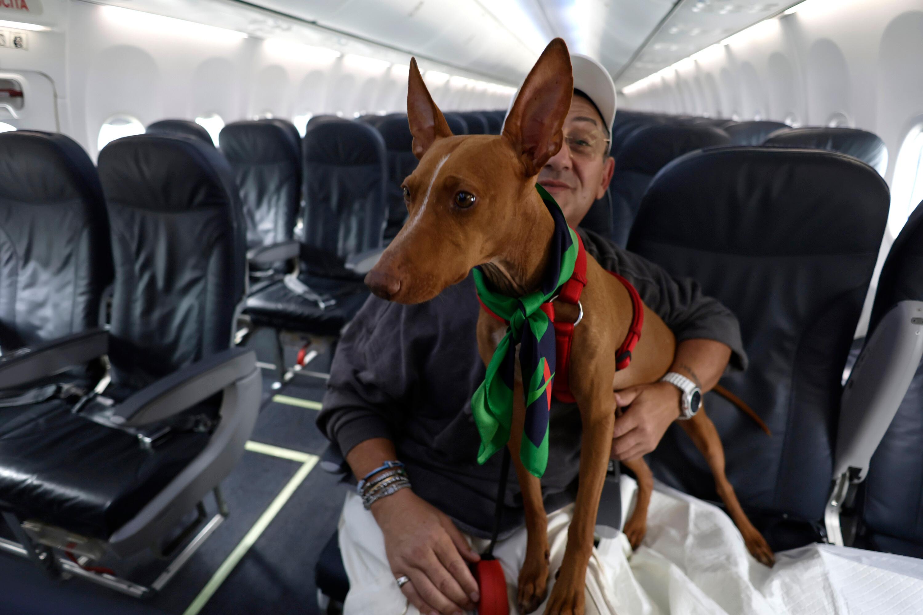 Als erste Fluggesellschaft in Europa lässt die italienische Lufthansa-Tochter Ita Airways in ihren Maschinen größere Hunde an Bord.