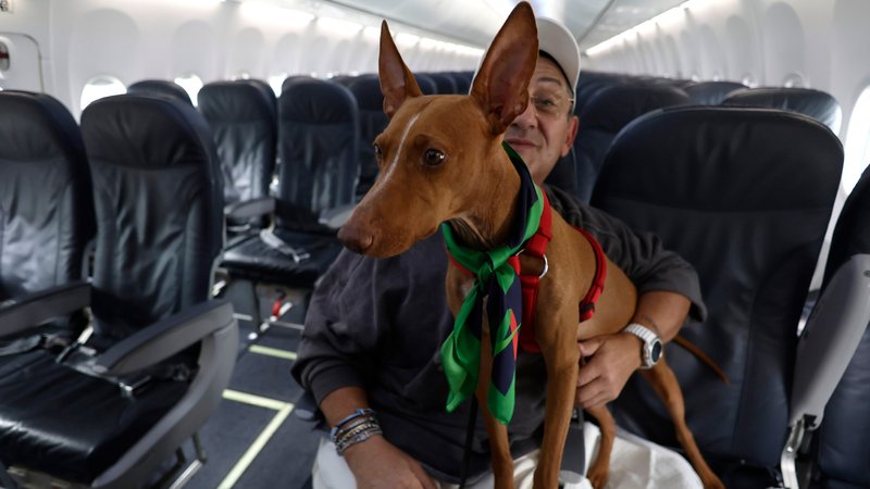 Als erste Fluggesellschaft in Europa lässt die italienische Lufthansa-Tochter Ita Airways in ihren Maschinen größere Hunde an Bord. | Bild: picture alliance / Cecilia Fabiano Als erste Fluggesellschaft in Europa lässt die italienische Lufthansa-Tochter Ita Airways in ihren Maschinen größere Hunde an Bord.