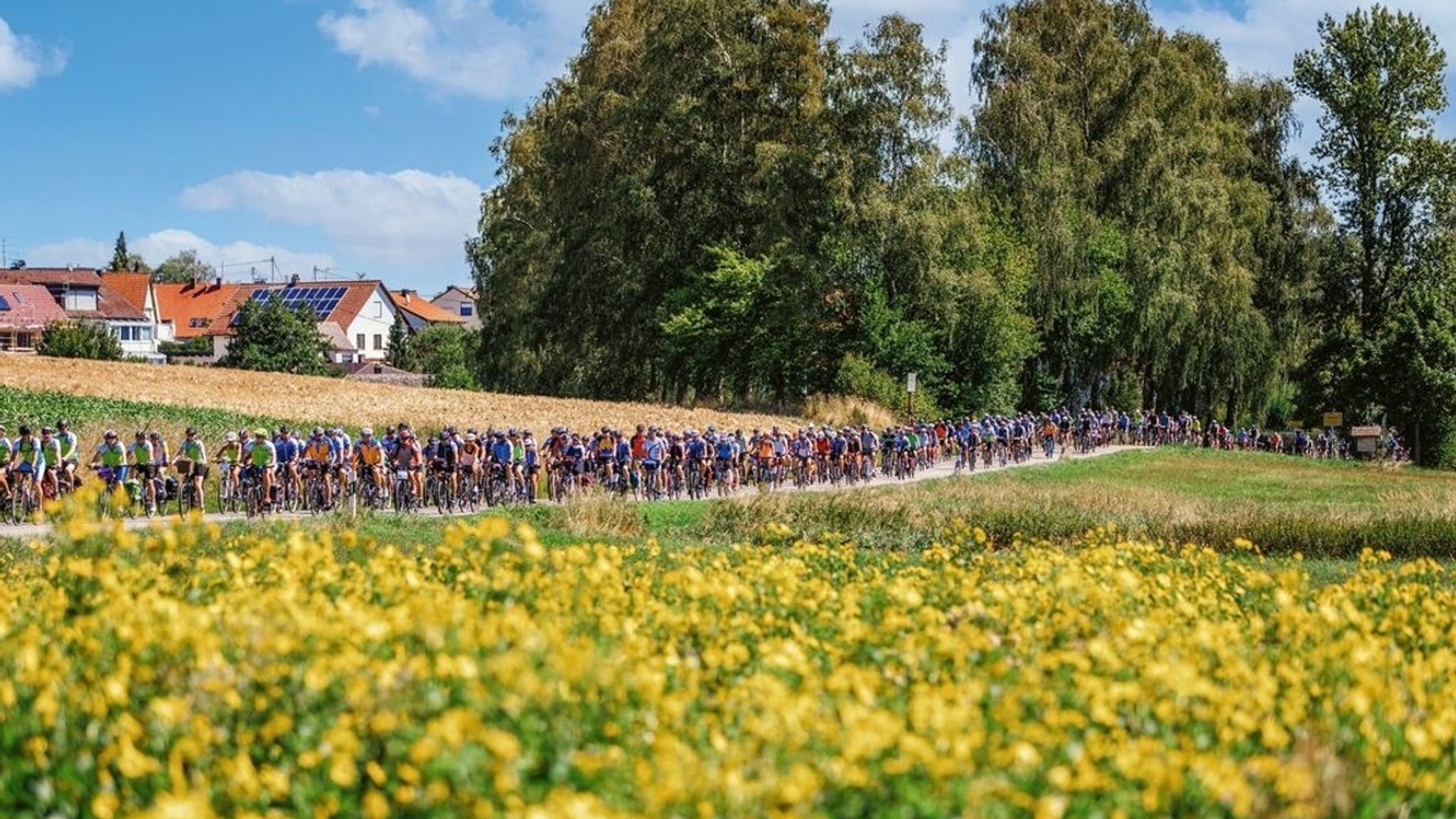 Viele Radfahrer auf einer Straße hinter einem blühenden Feld