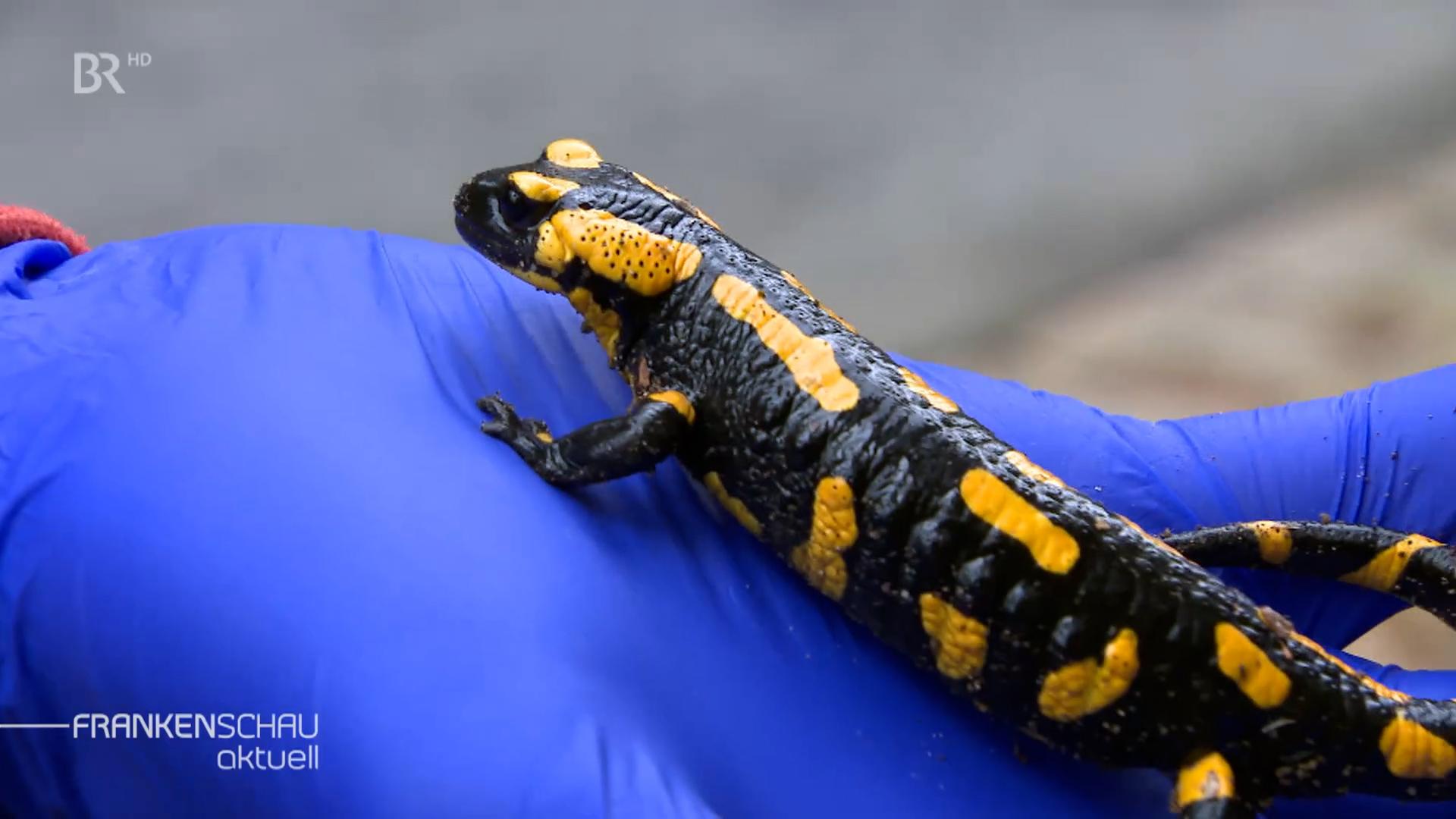 Ein Feuersalamander in Nahaufnahme. Er sitzt auf einer Hand mit blauem Handschuh.