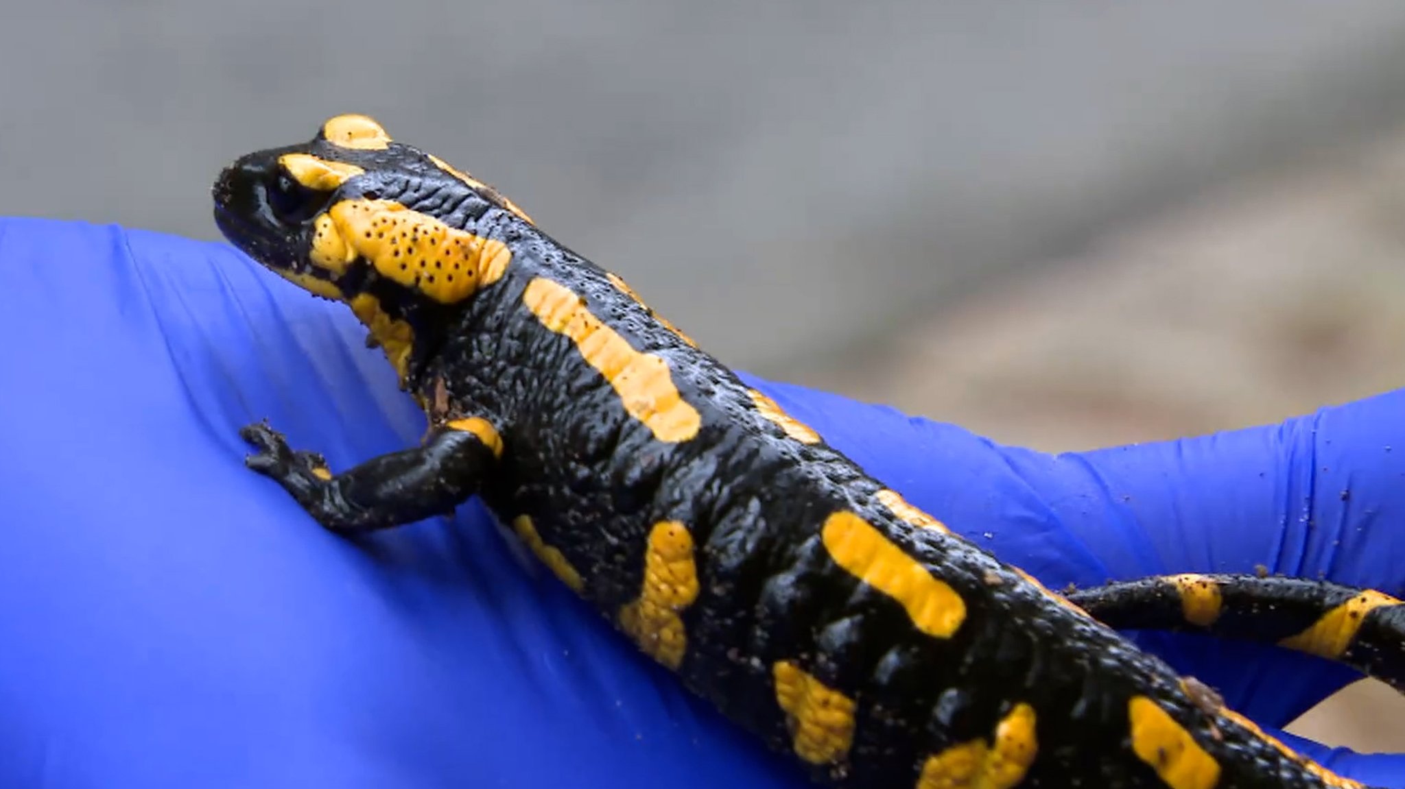 Ein Feuersalamander in Nahaufnahme. Er sitzt auf einer Hand mit blauem Handschuh.