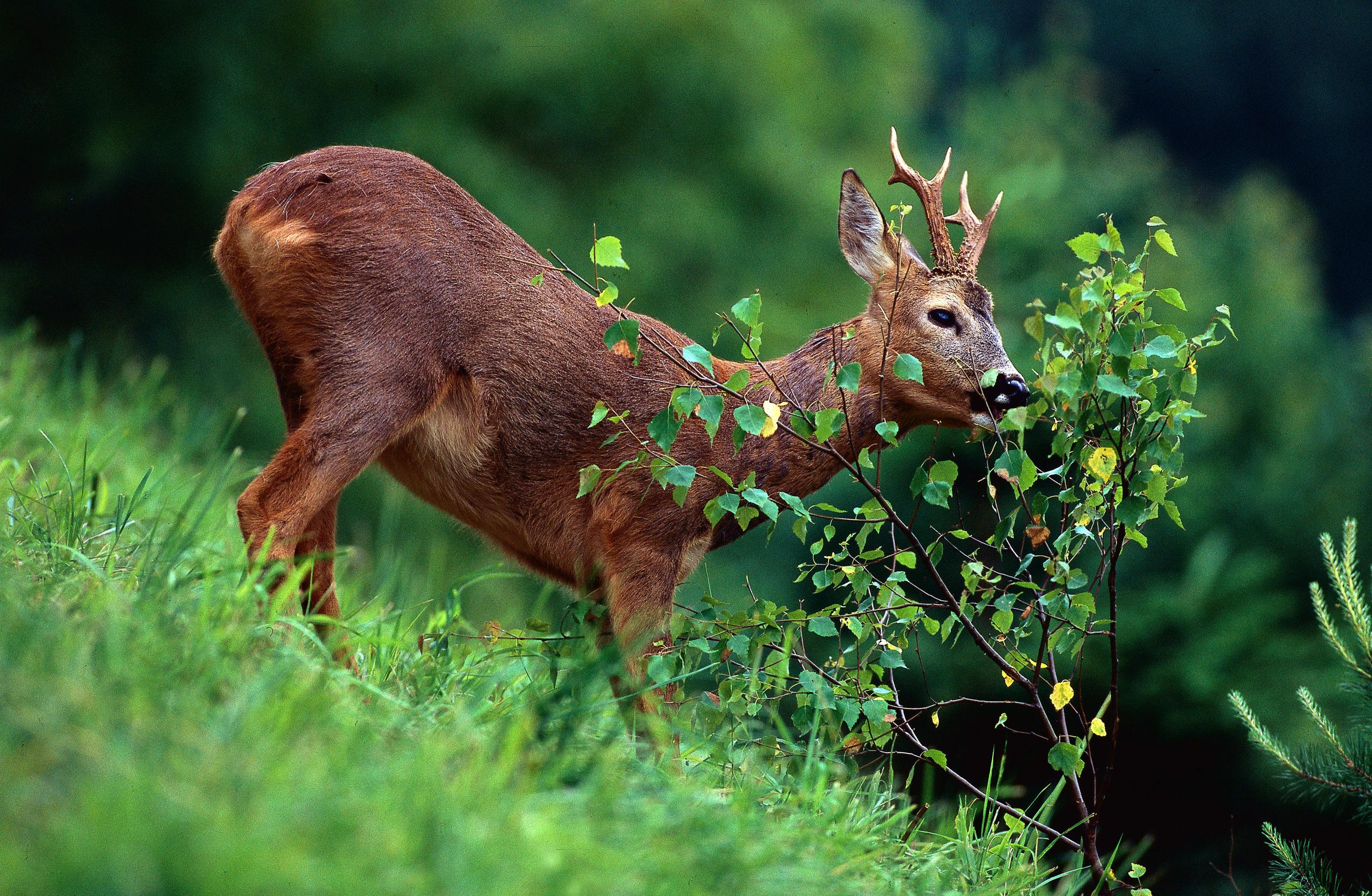 Ein Rehbock verbeißt einen jungen Laubbaum (Archivbild)