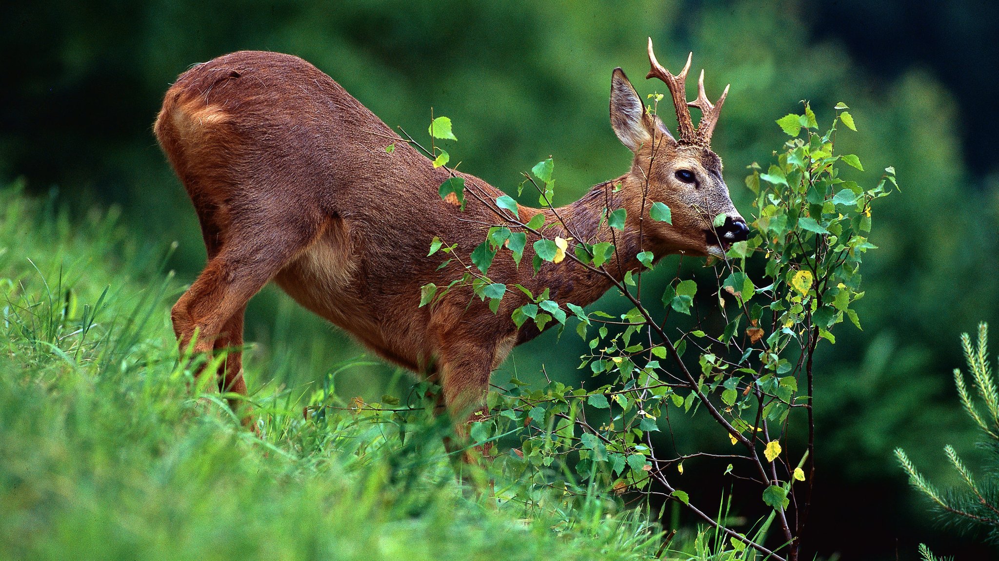 Das große Knabbern: Wie Wildschäden in Wäldern untersucht werden