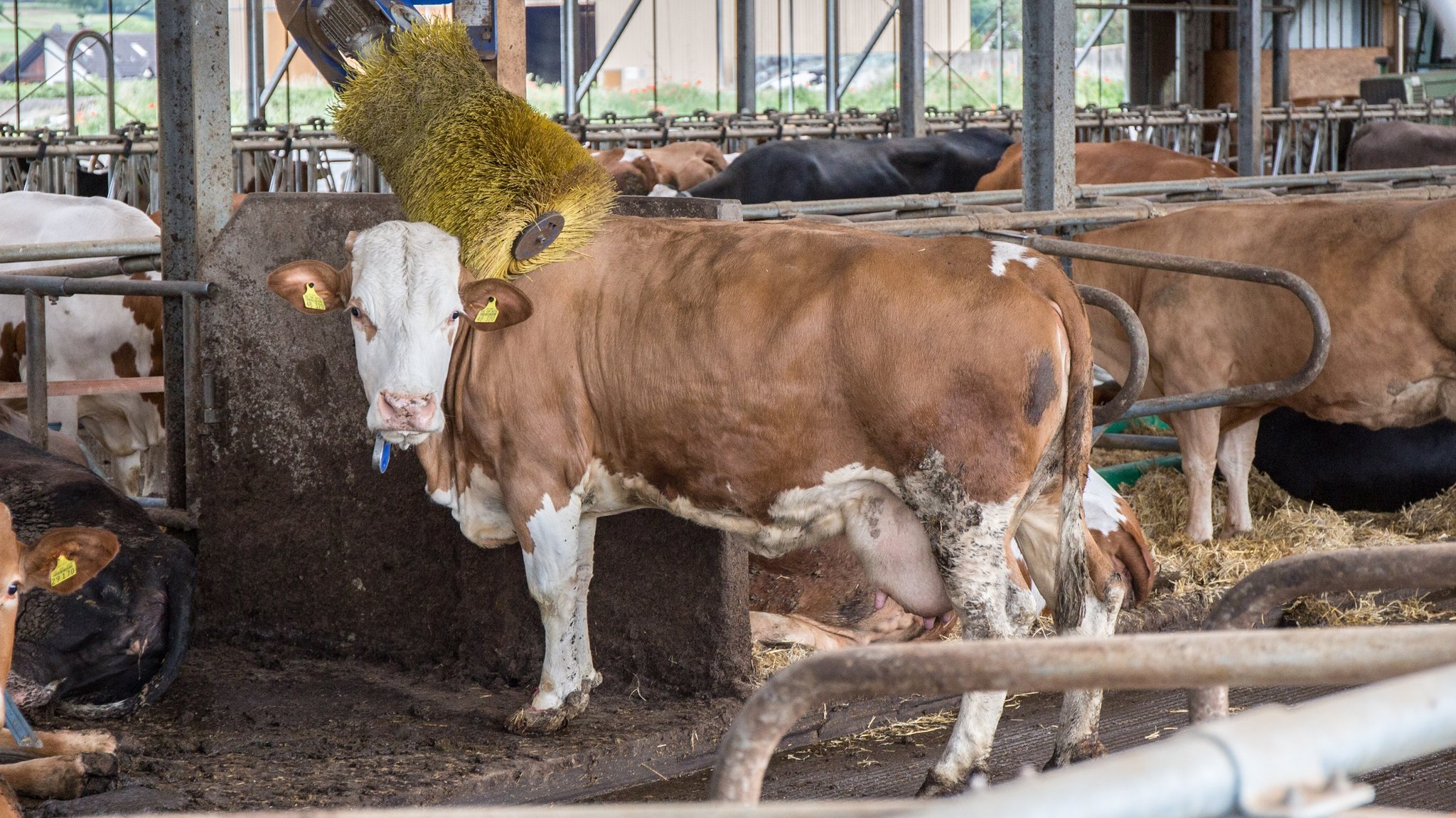 Milchkühe in einem Freilaufstall, eine Kuh schubbert sich an einer Bürste (Symbolbild) | Bild: picture-alliance/Fotostand/K. Schmitt Milchkühe in einem Freilaufstall, eine Kuh schubbert sich an einer Bürste (Symbolbild)