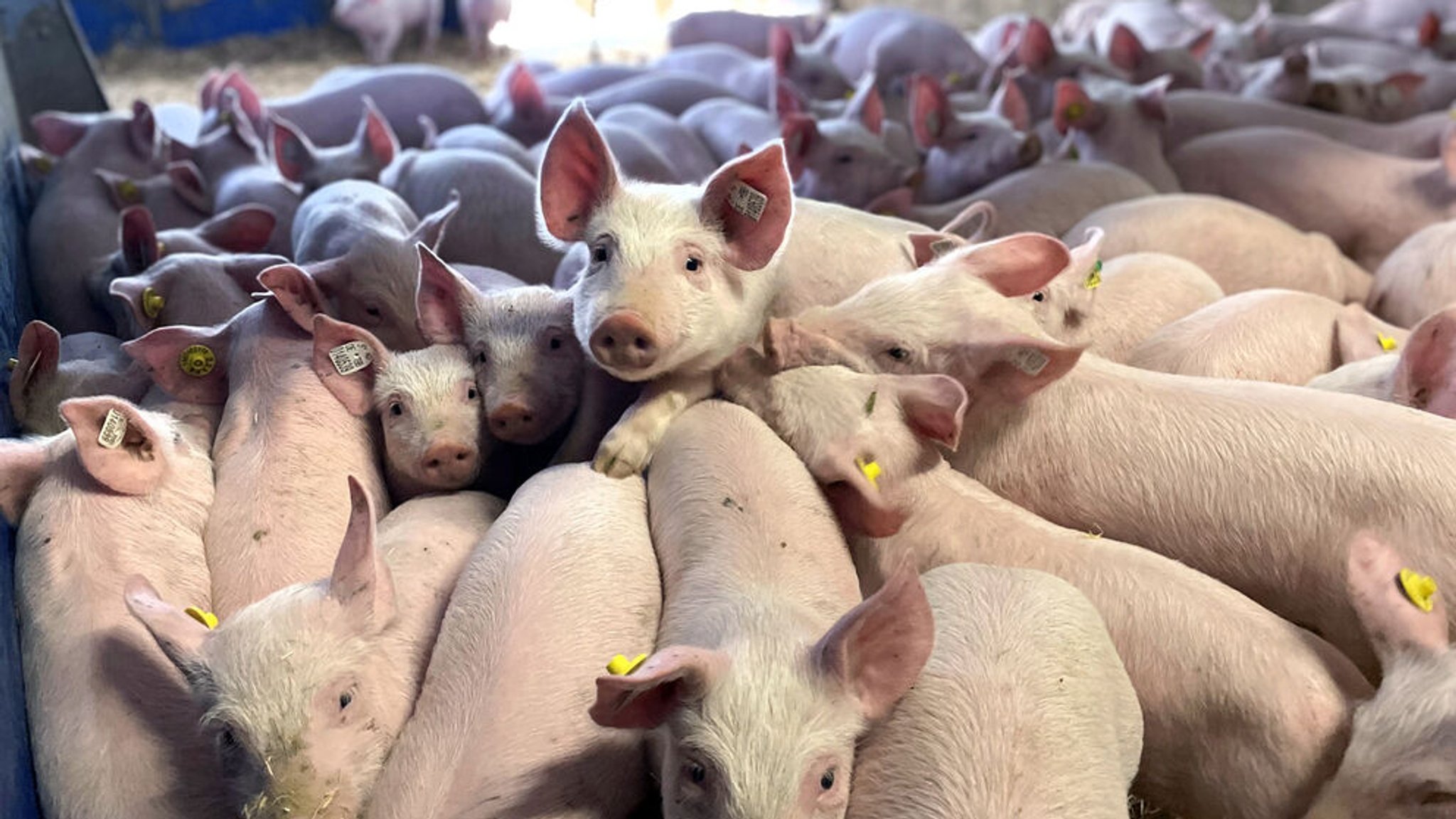 Eine Horde Ferkel in einem engen Stall 