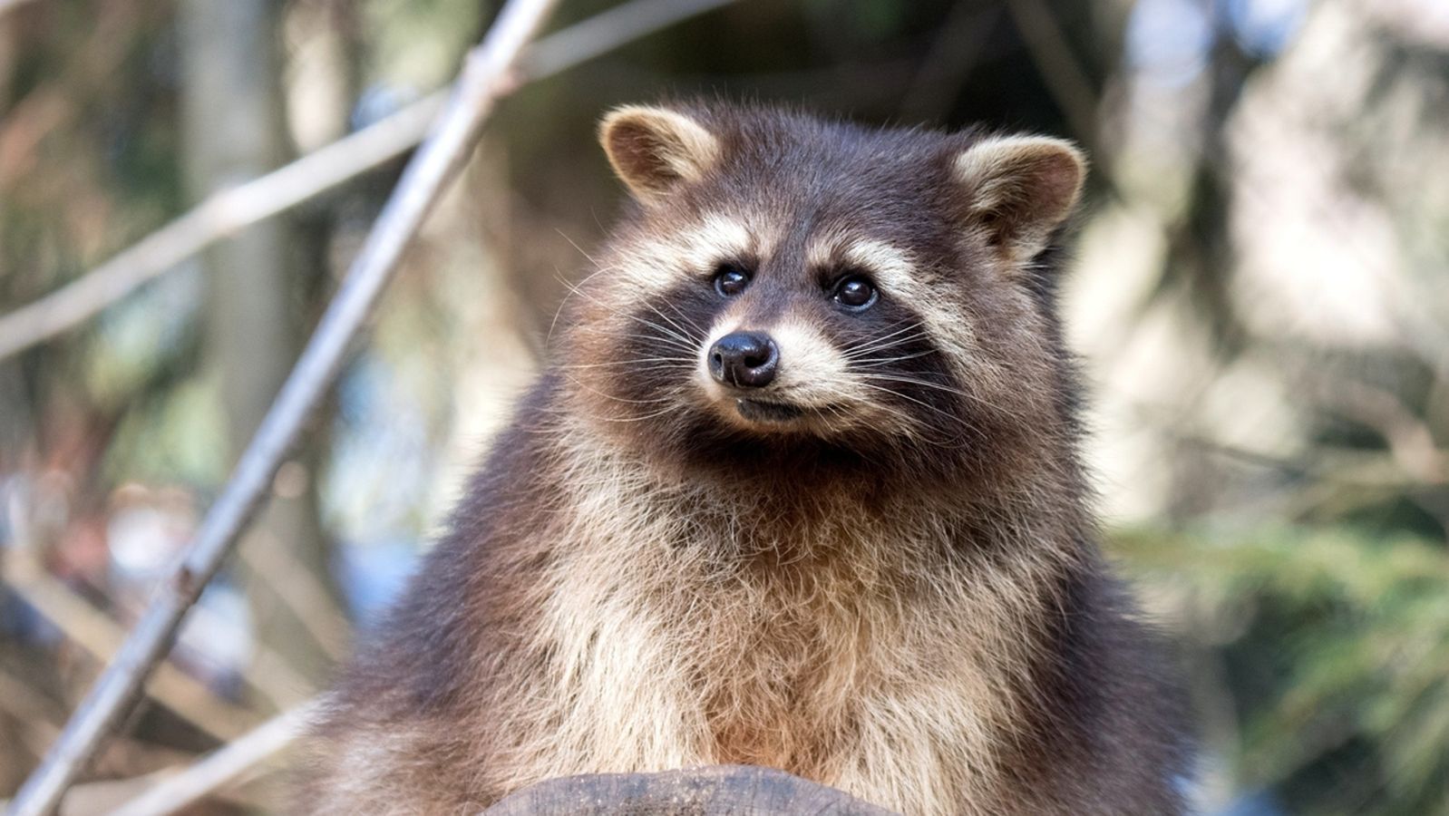 Waschbar Nutria Und Co Invasive Arten Als Problemtiere