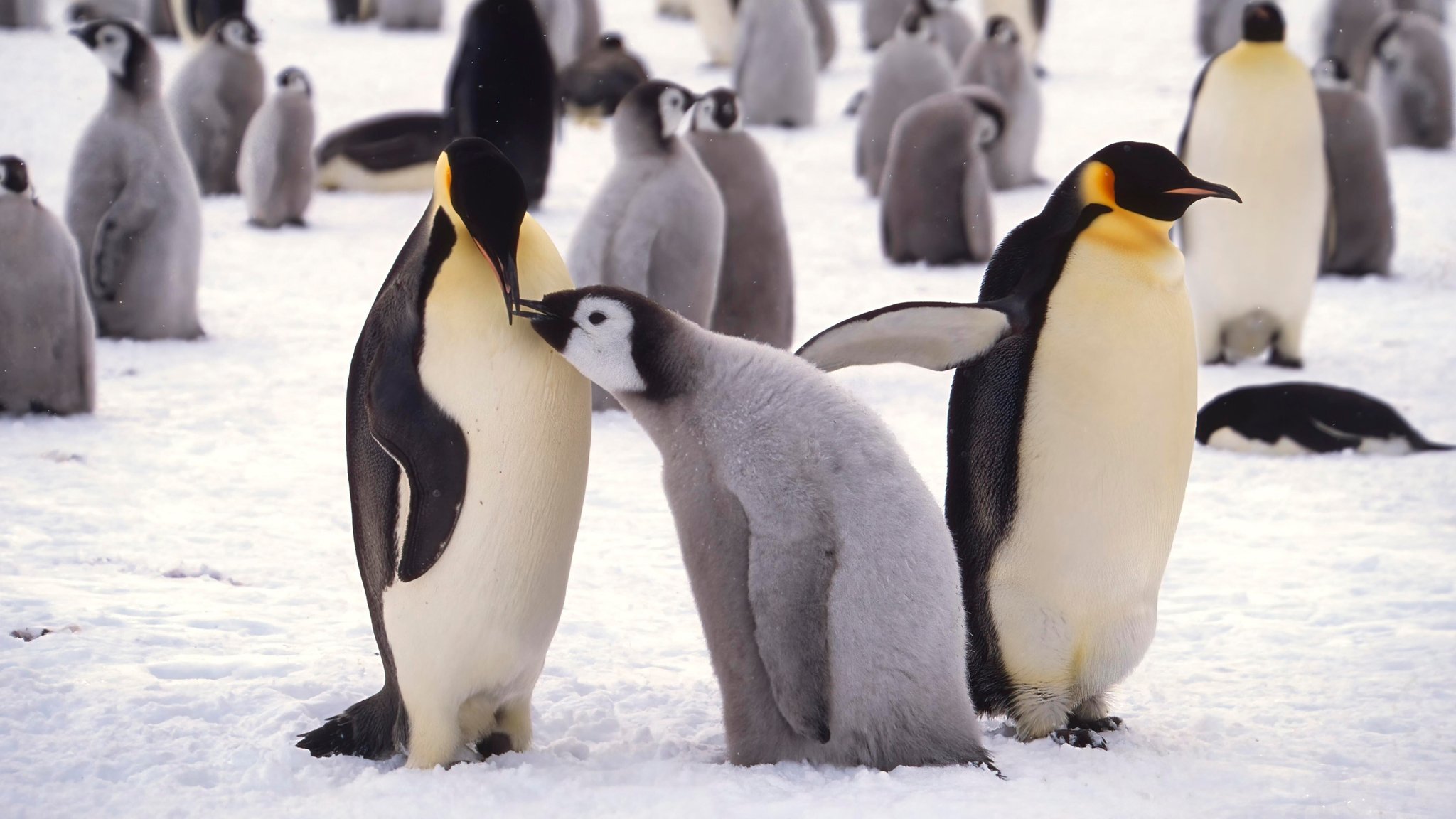 Pinguine: Darum sind die gefährdeten Vögel so besonders 