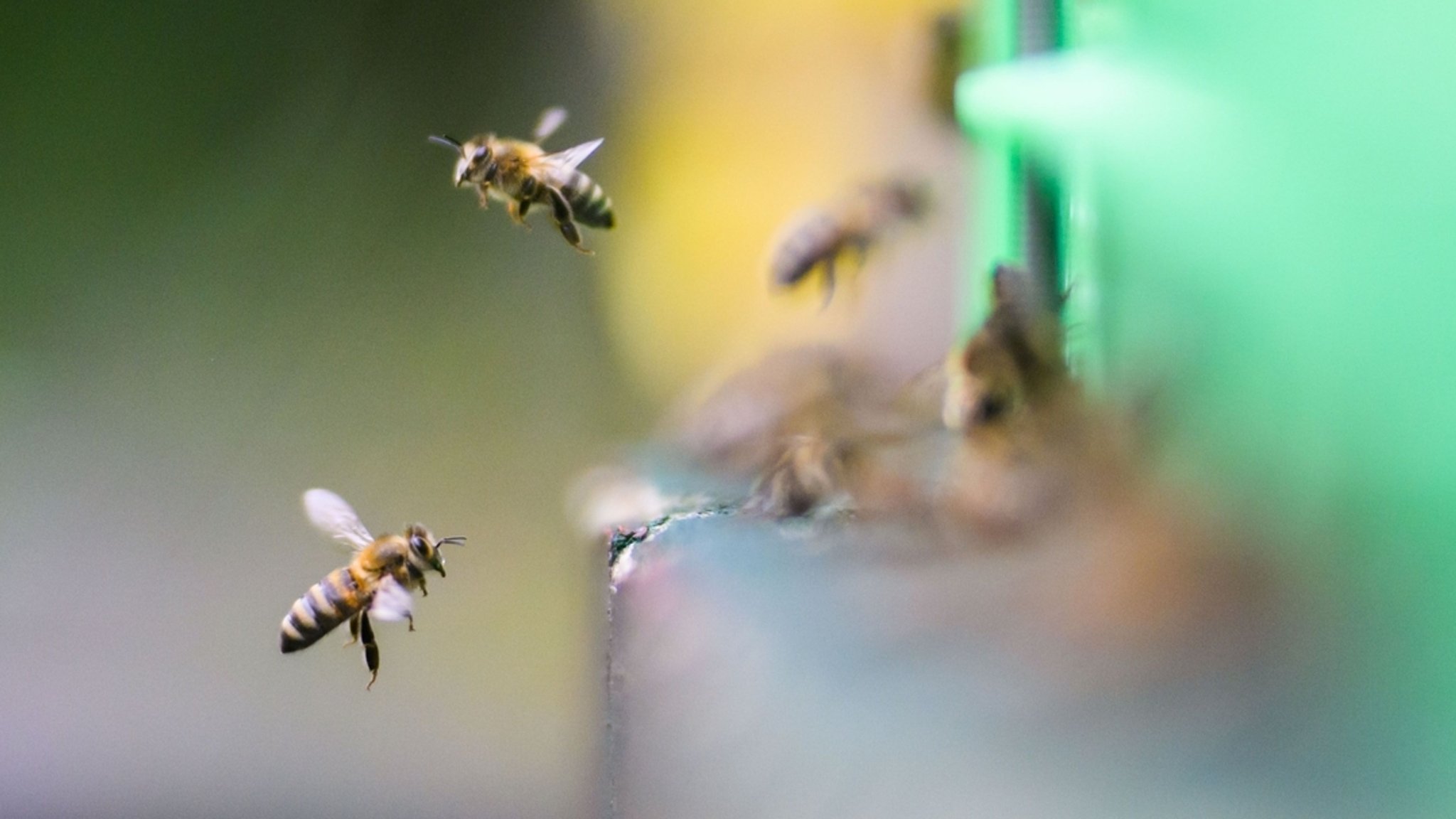 Müllsäcke mit zehntausenden Bienen sorgen für Polizeieinsatz