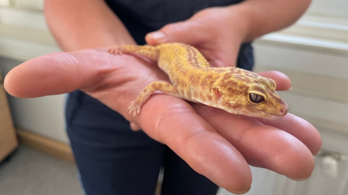 Ein Gecko auf einer Handfläche.